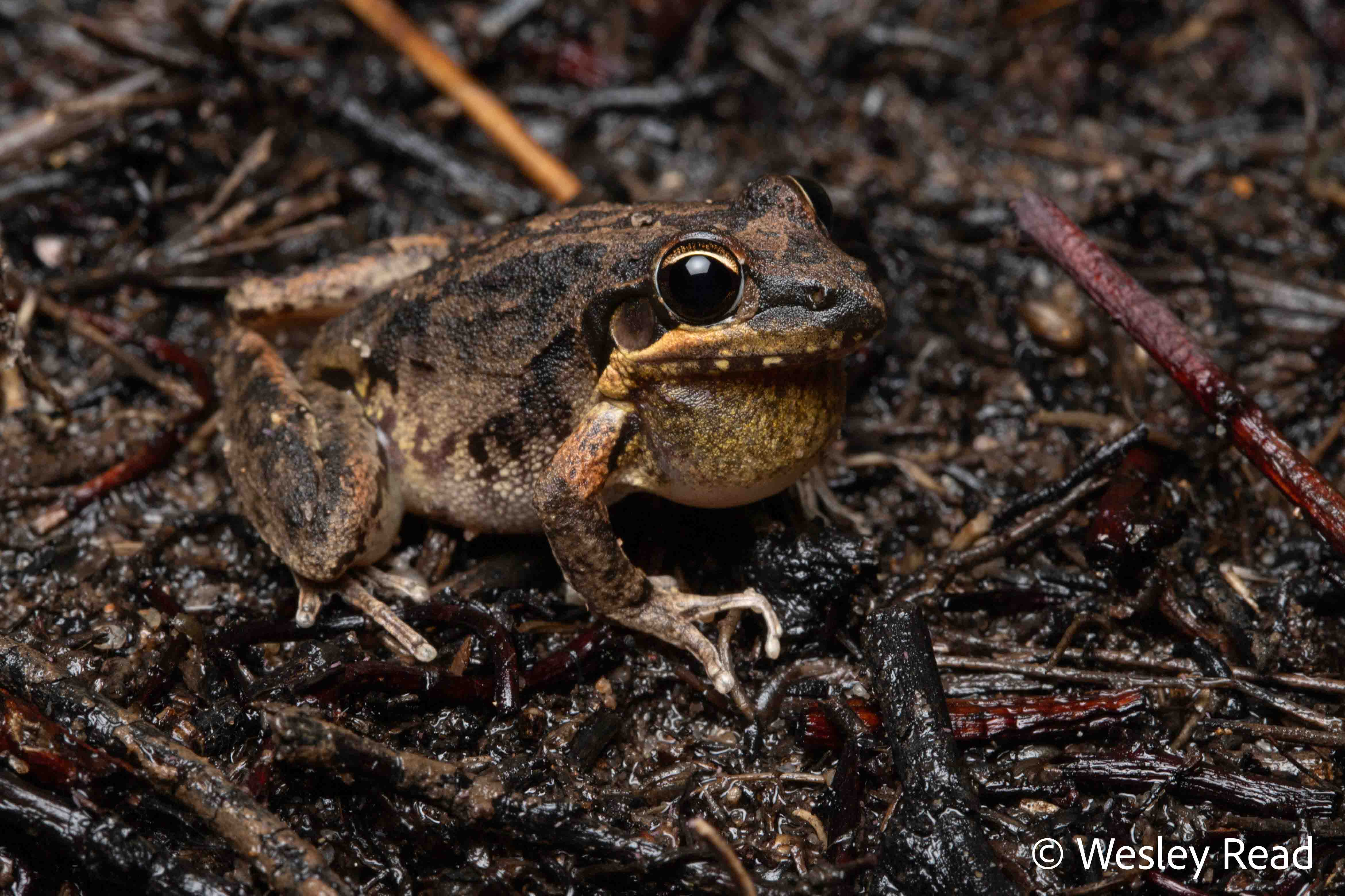Litoria latopalmata