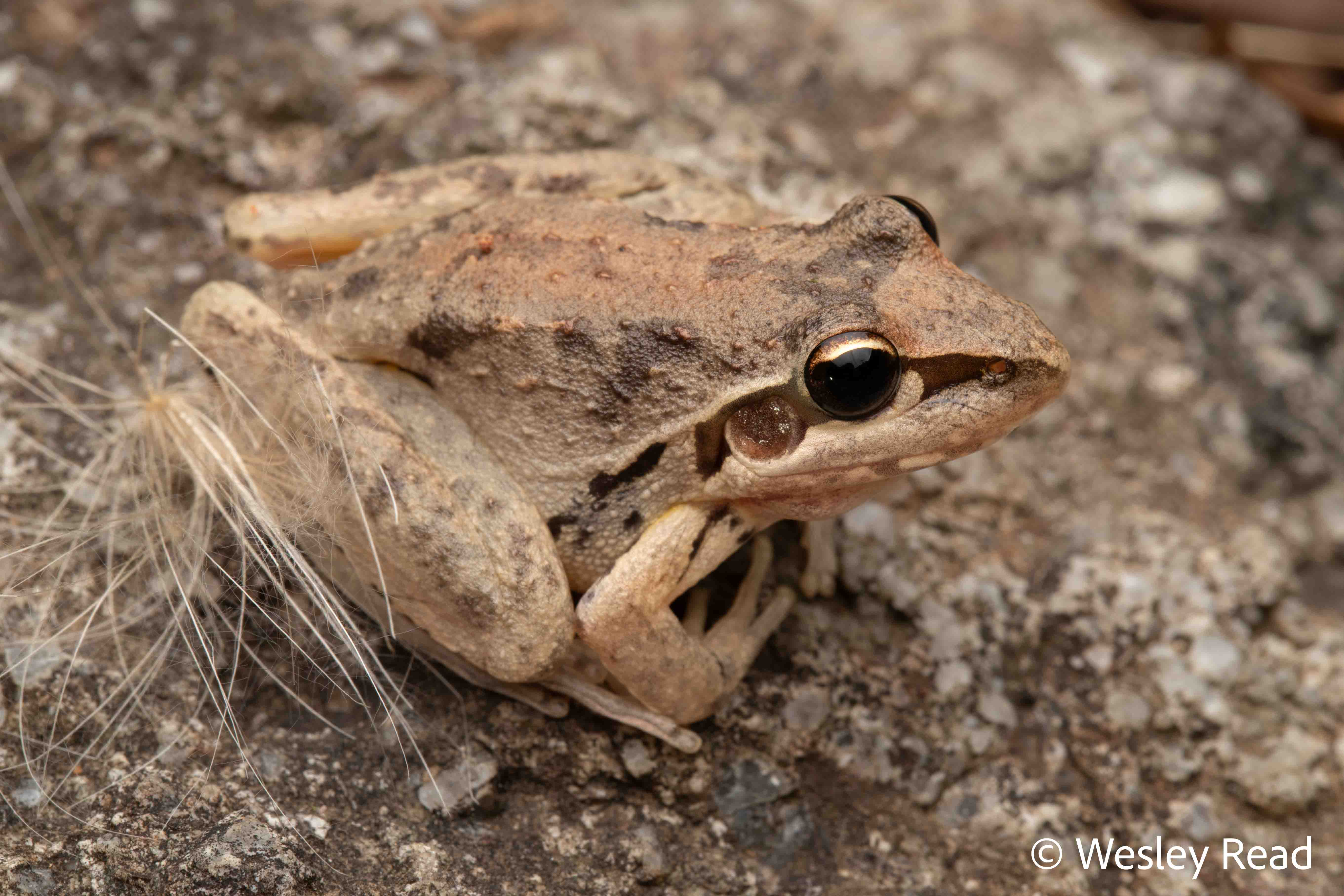 Litoria latopalmata
