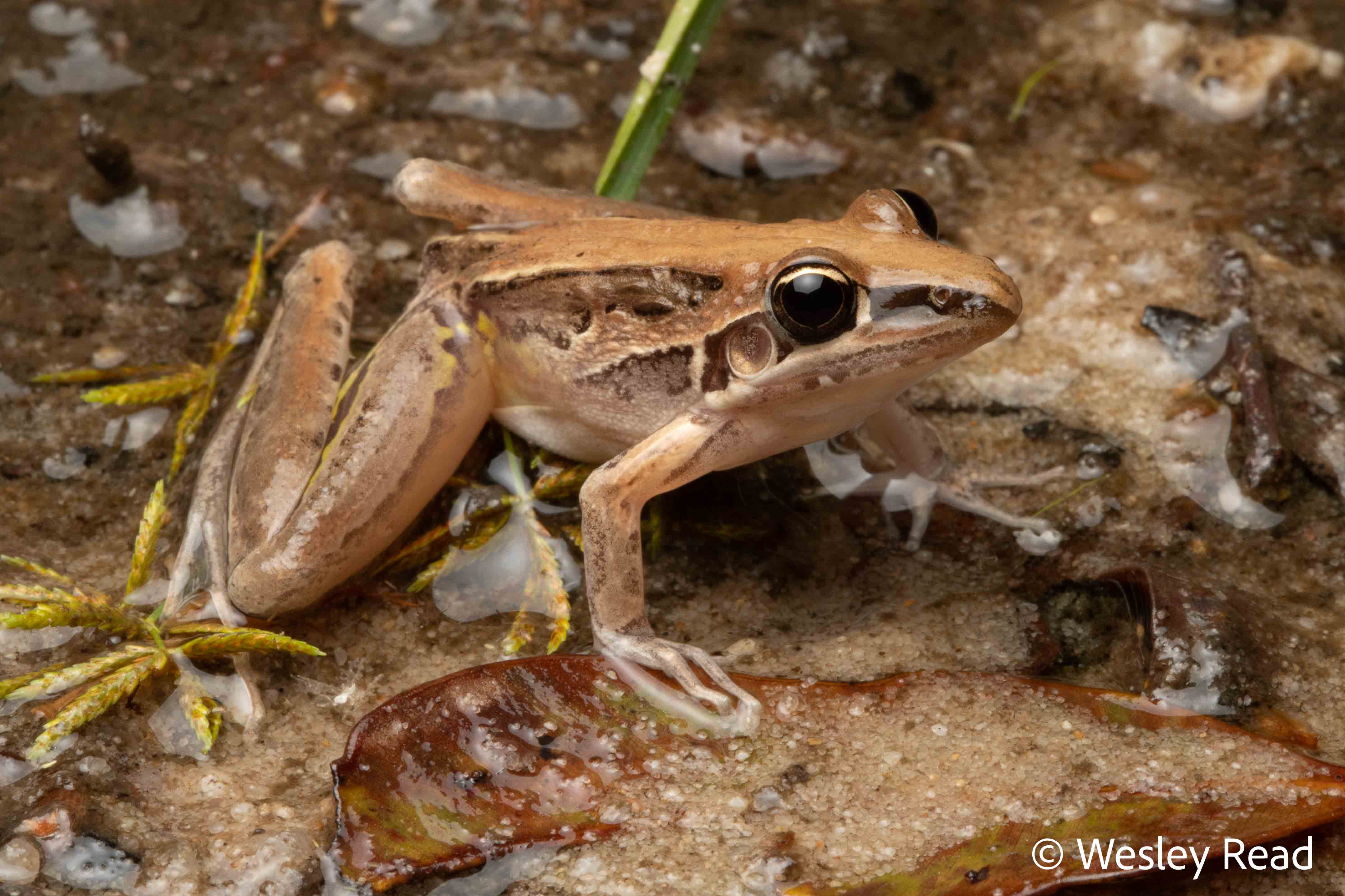 Litoria nasuta