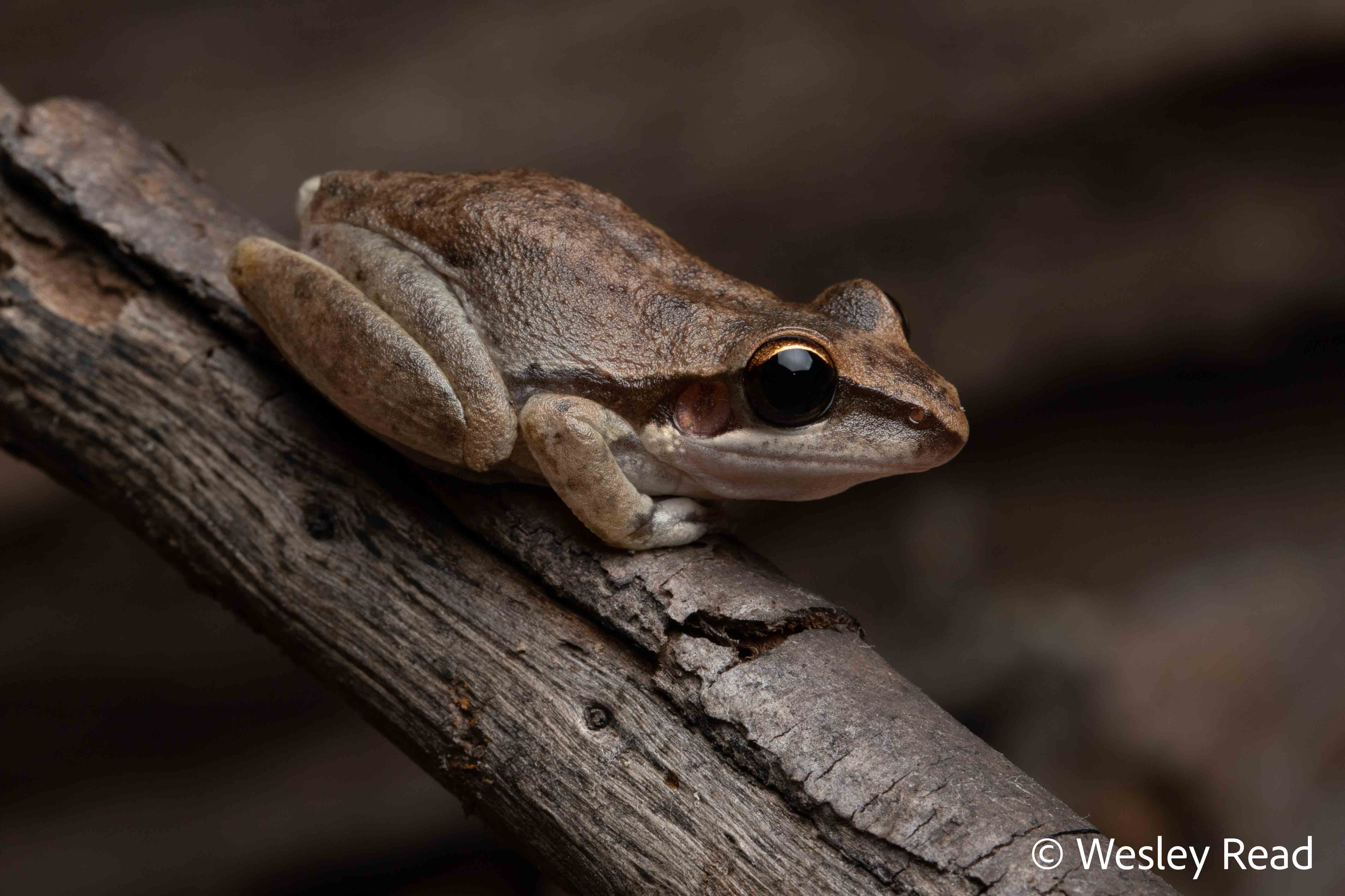Litoria personata