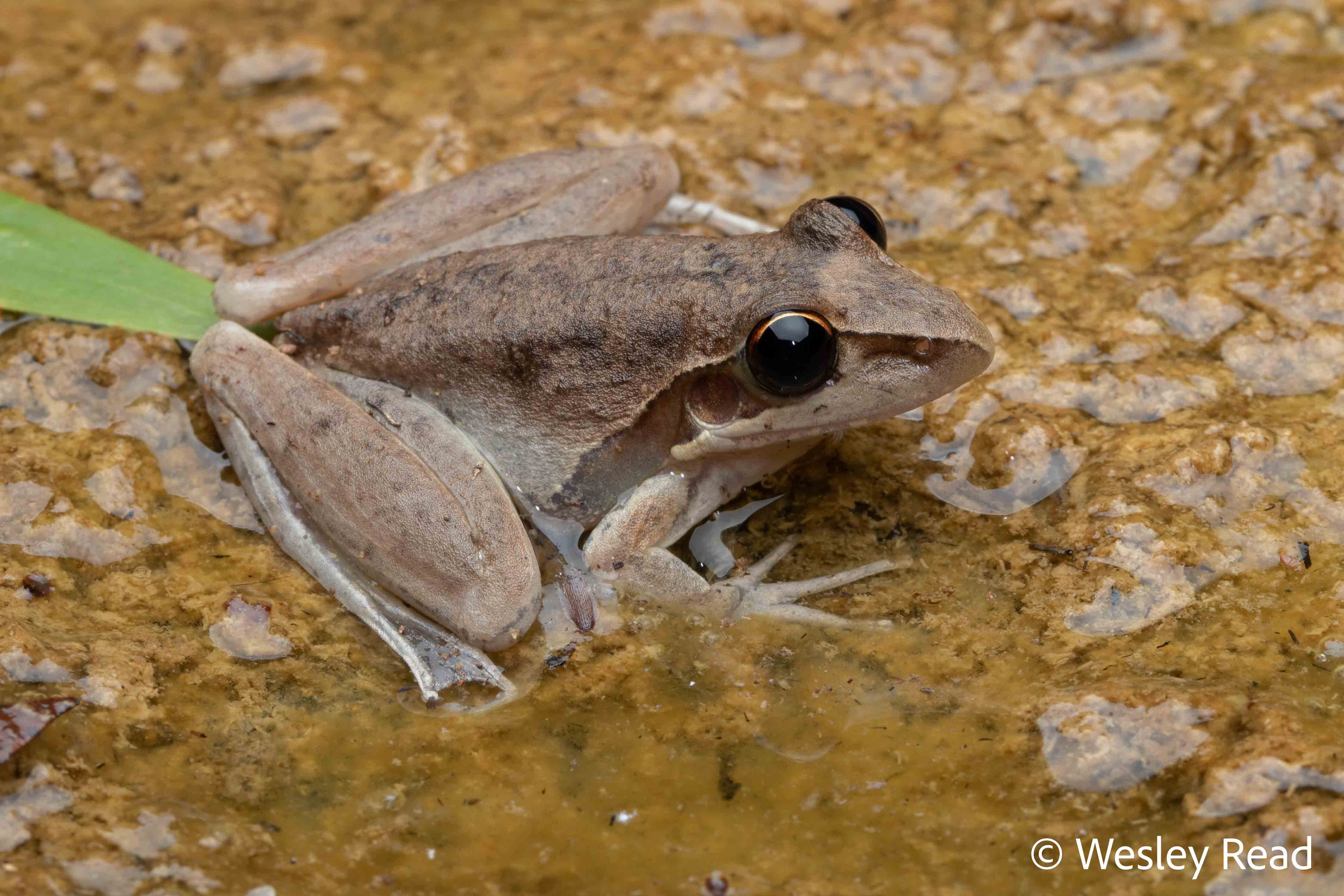 Litoria spaldingi