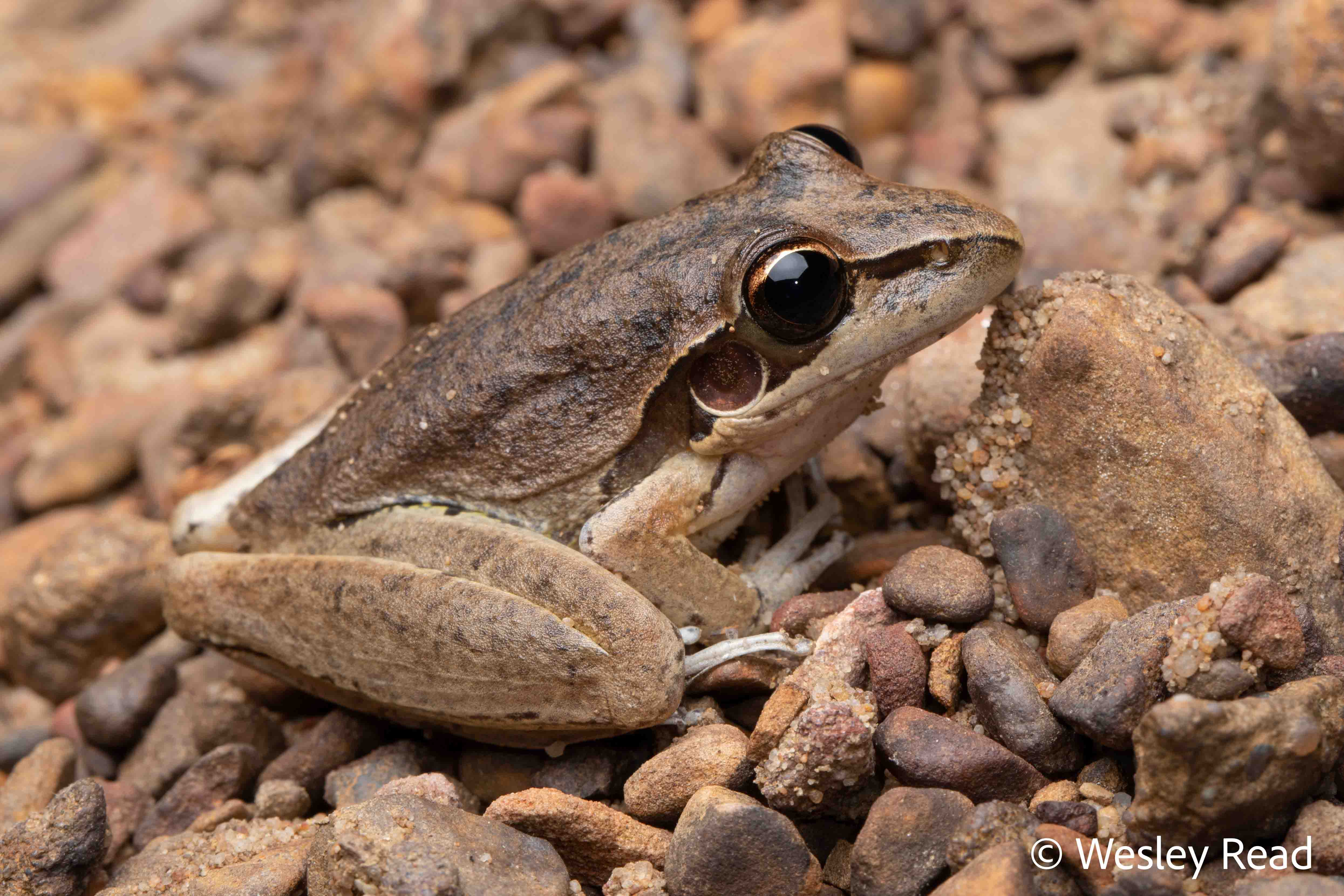 Litoria spaldingi