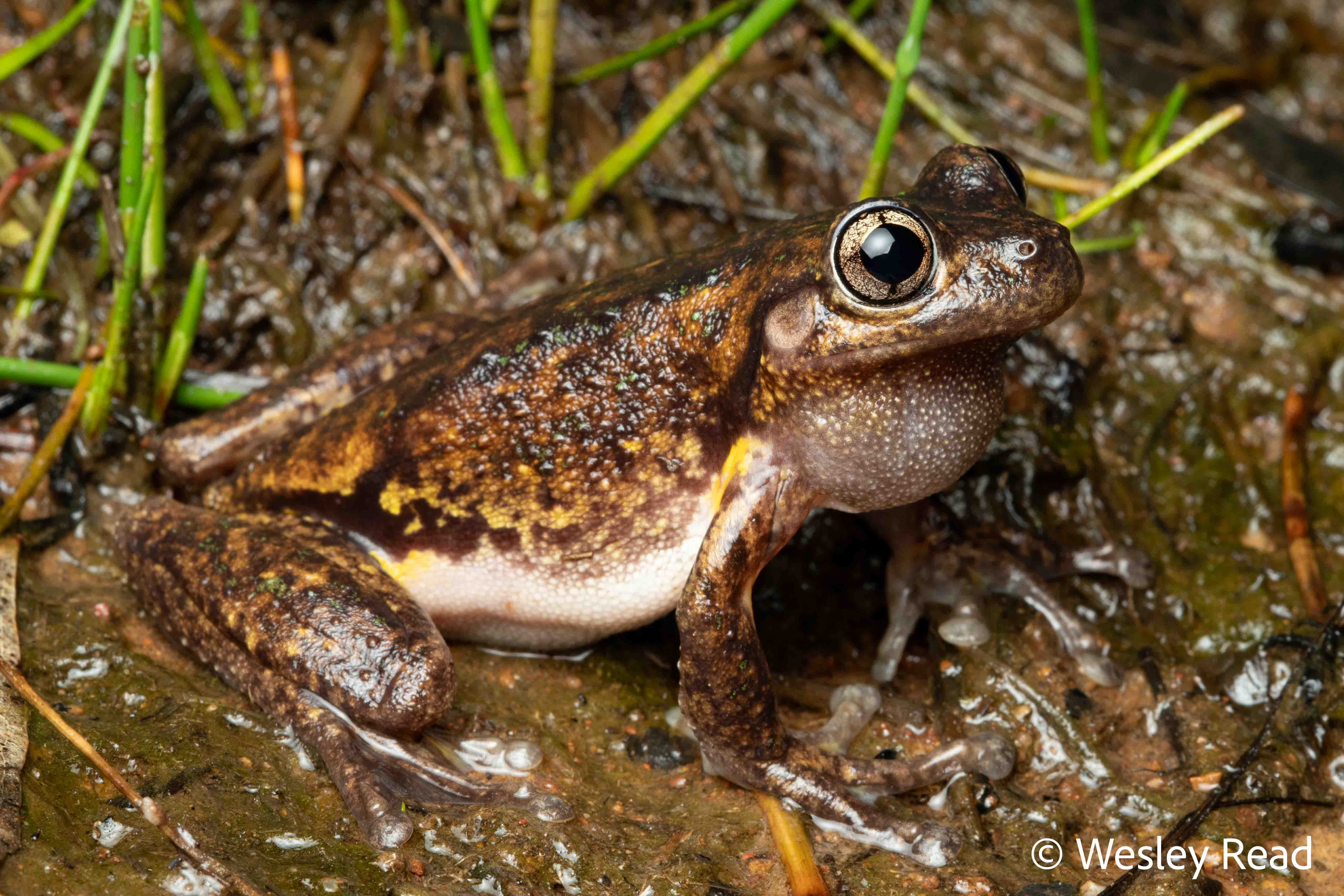 Pengilleyia peronii