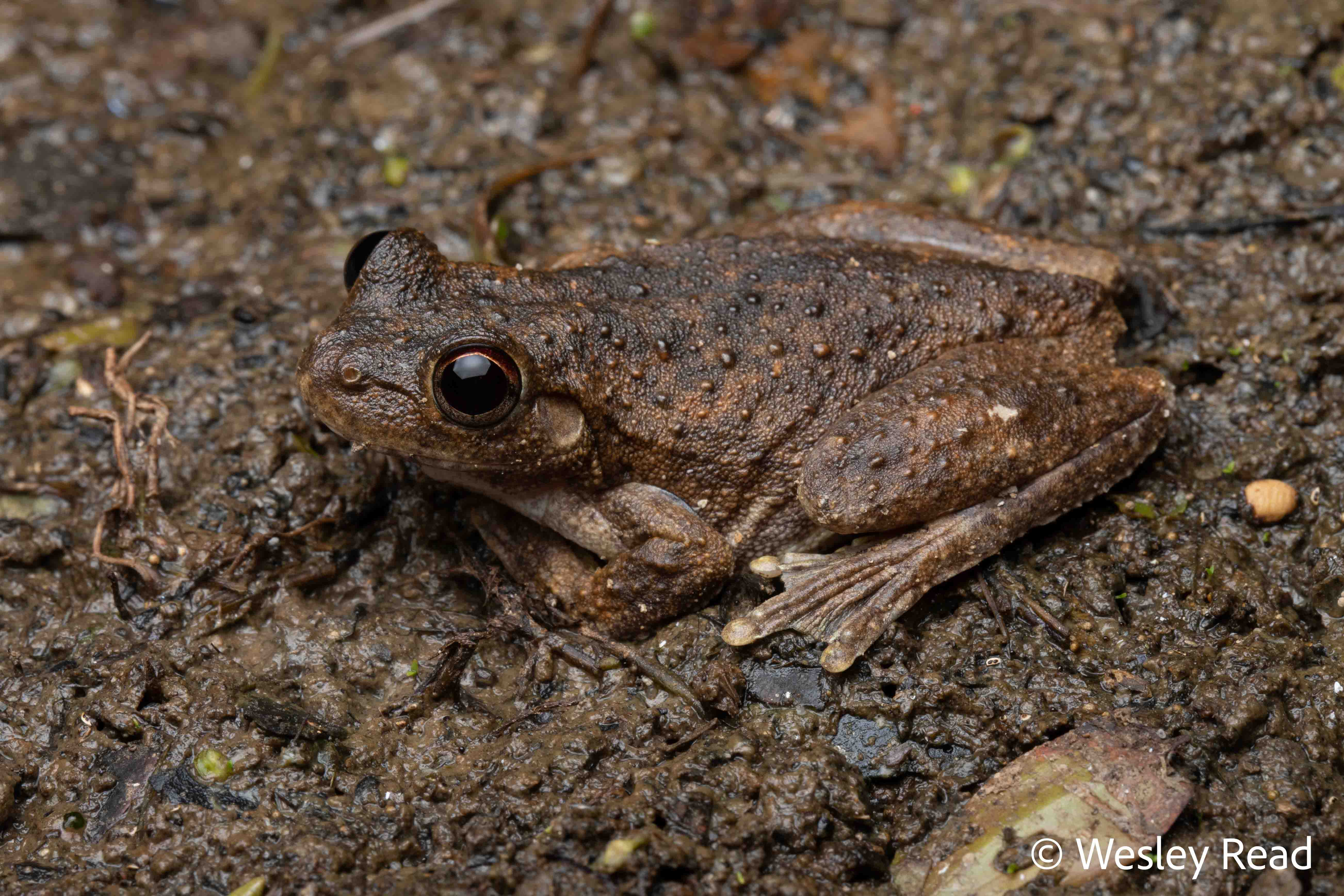 Pengilleyia rothii