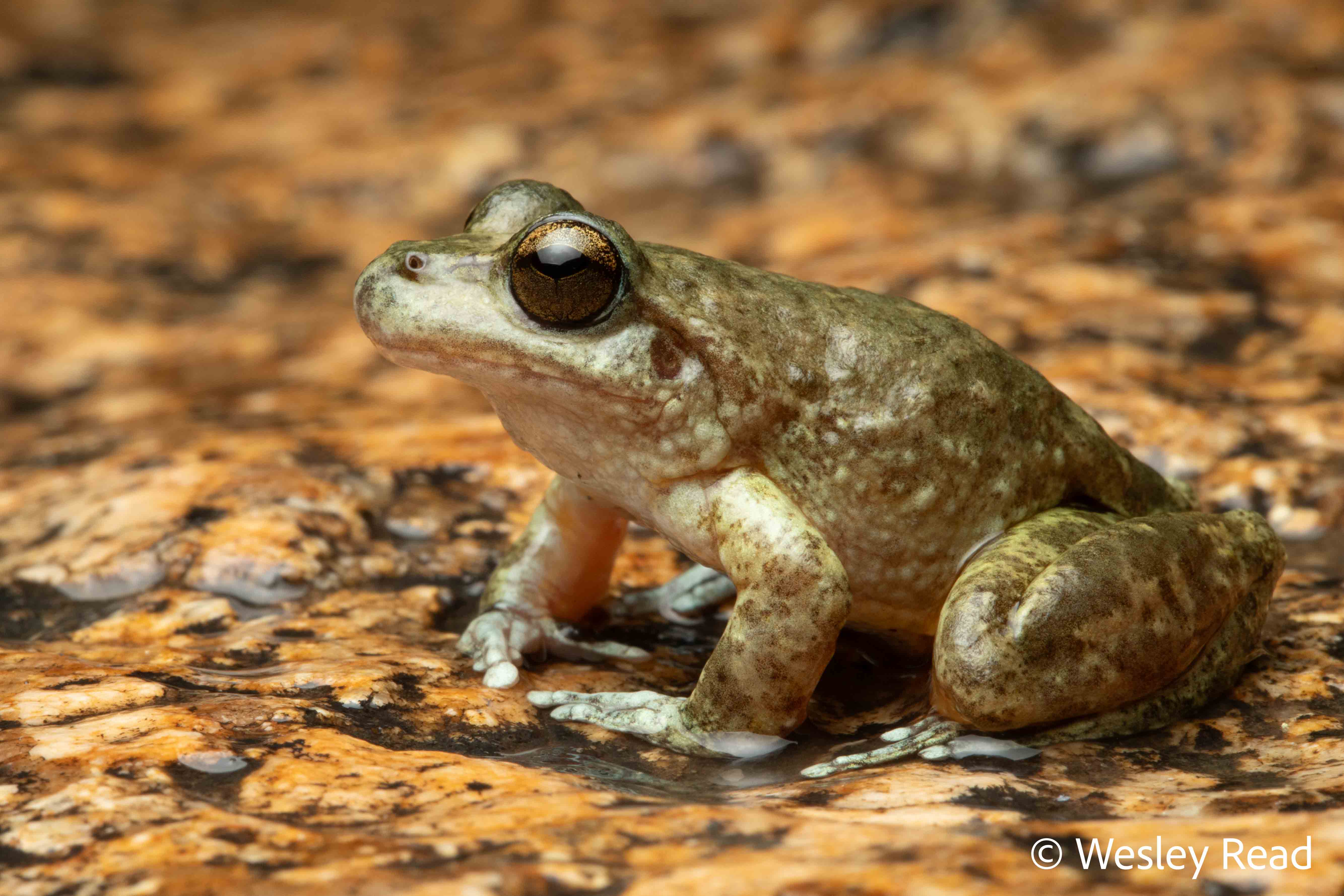 Rhyaconastes booroolongensis