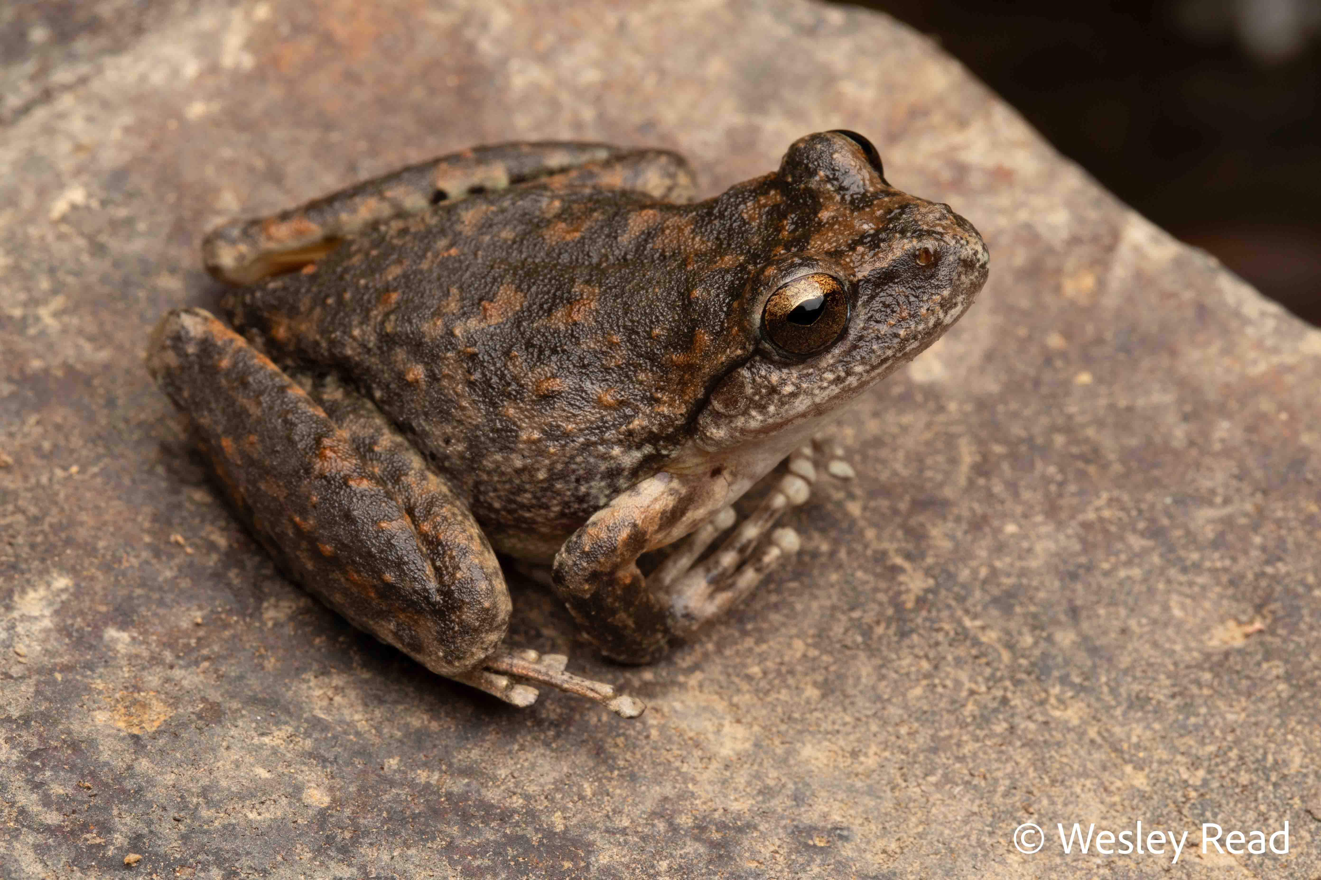 Rhyaconastes booroolongensis