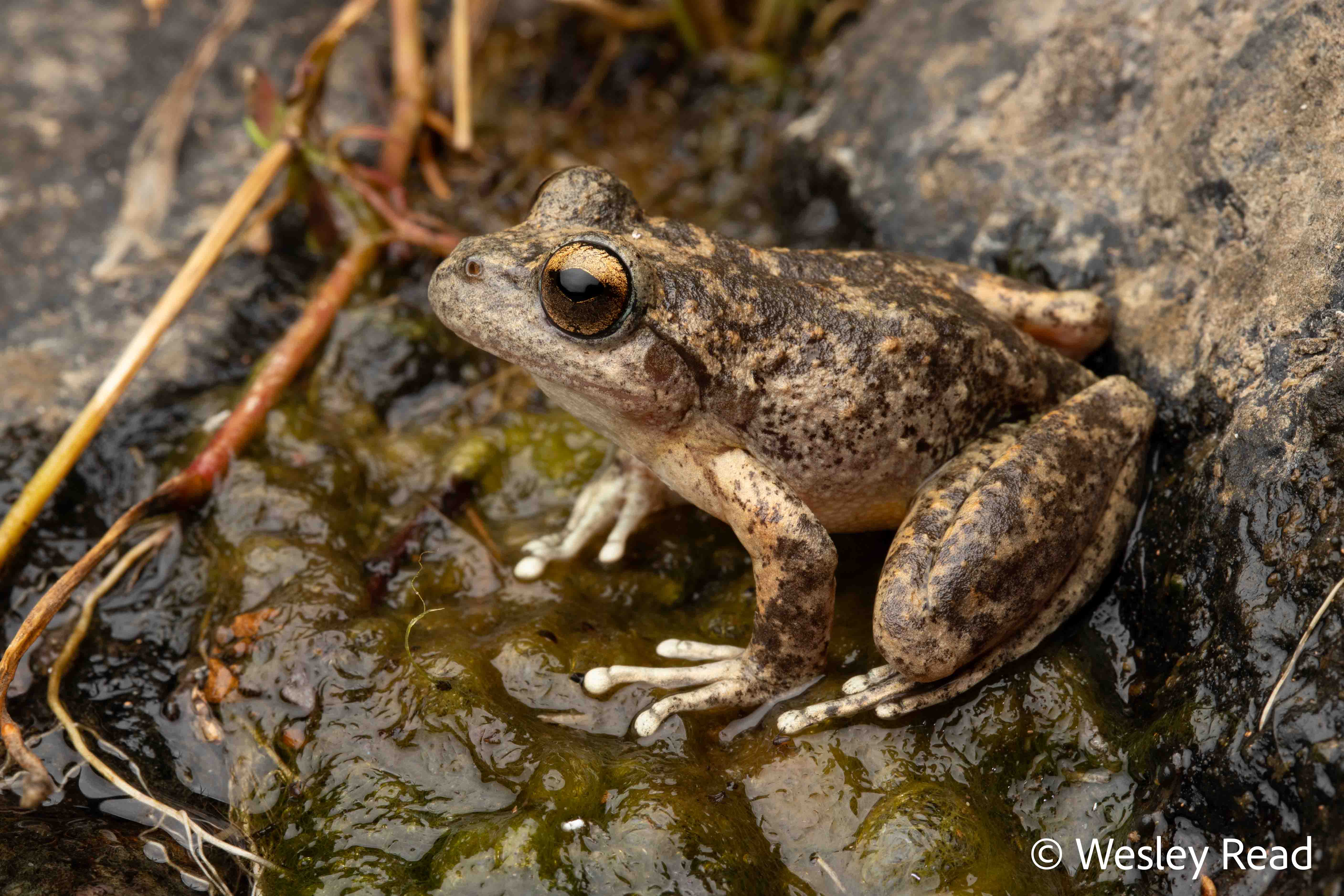 Rhyaconastes booroolongensis
