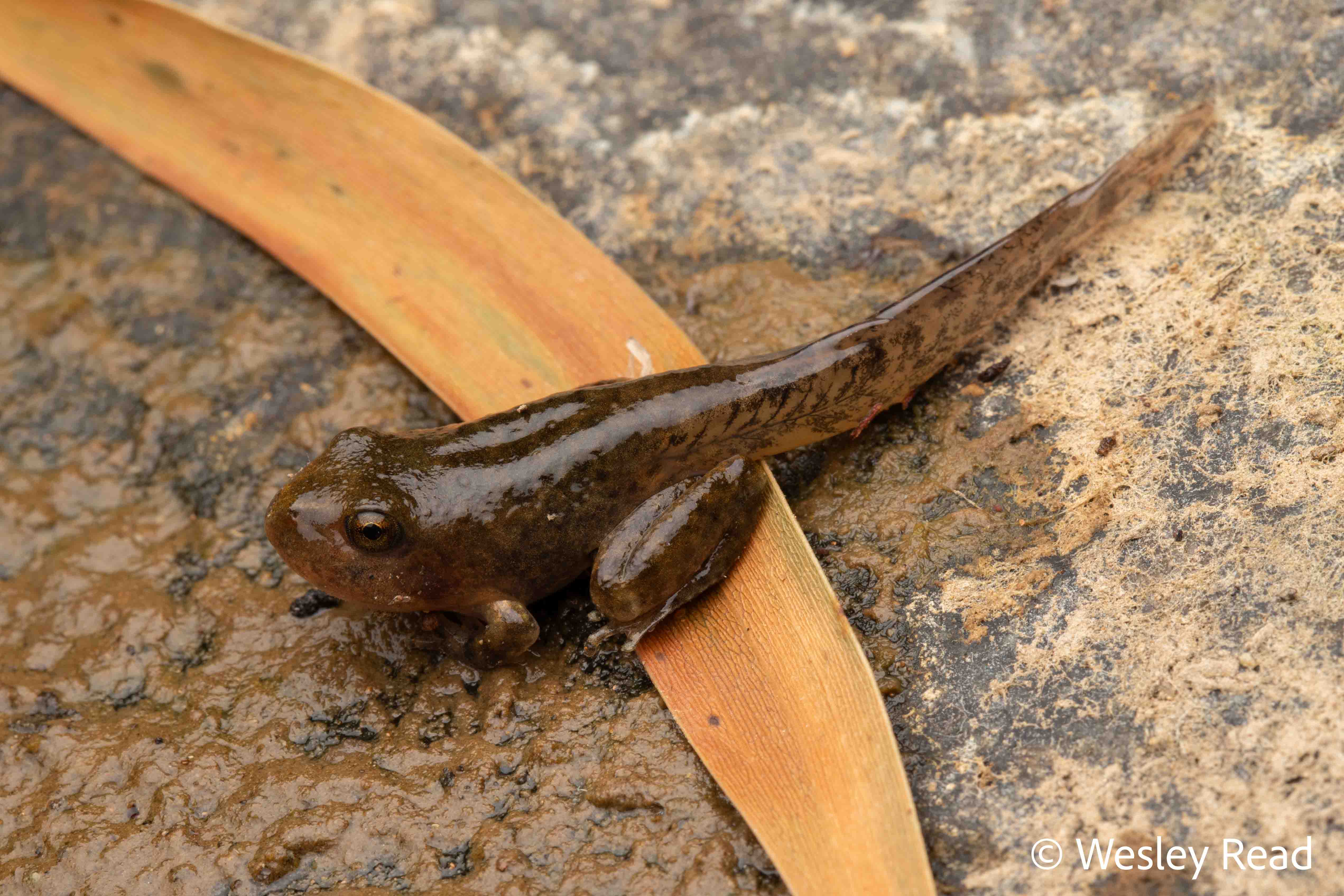 Rhyaconastes booroolongensis