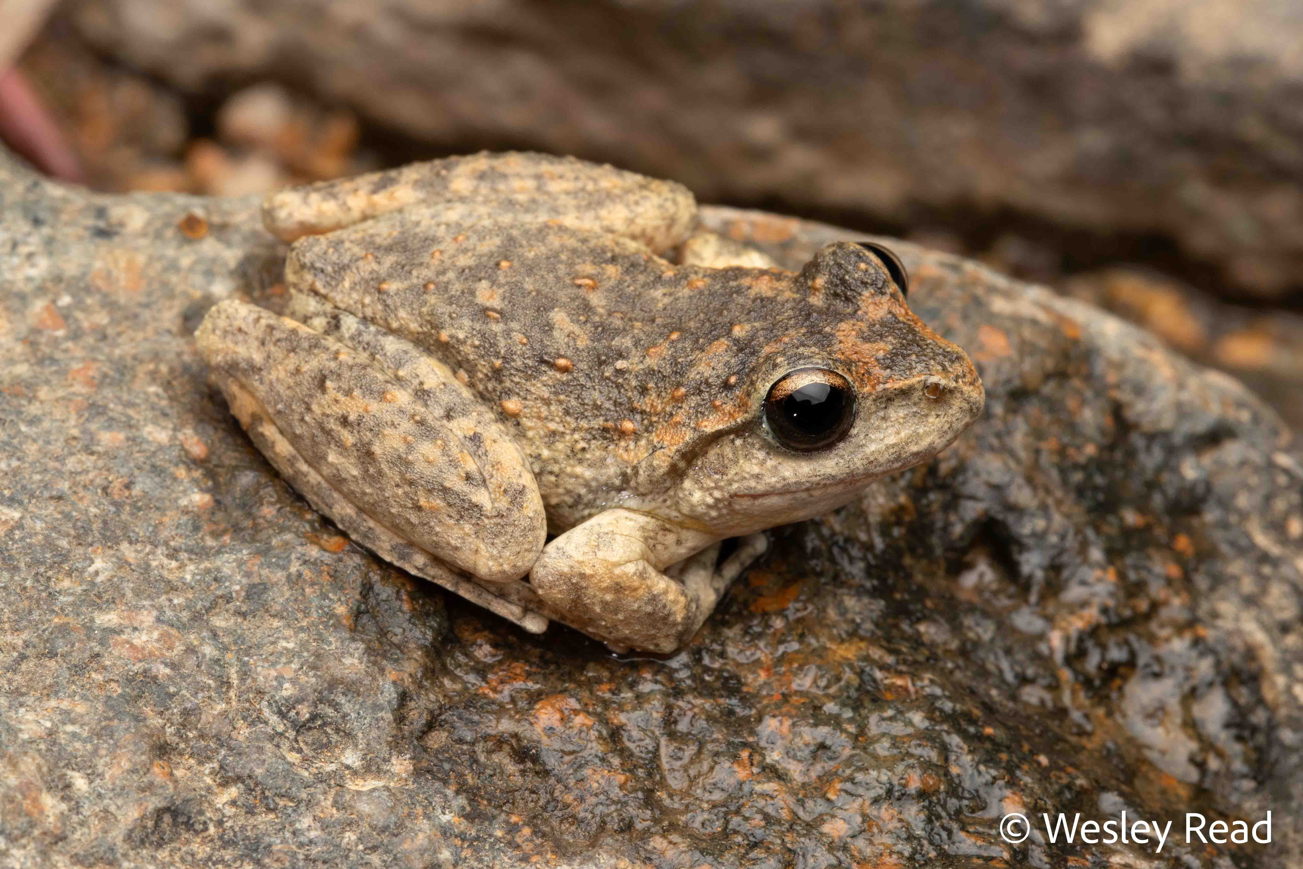 Rhyaconastes booroolongensis