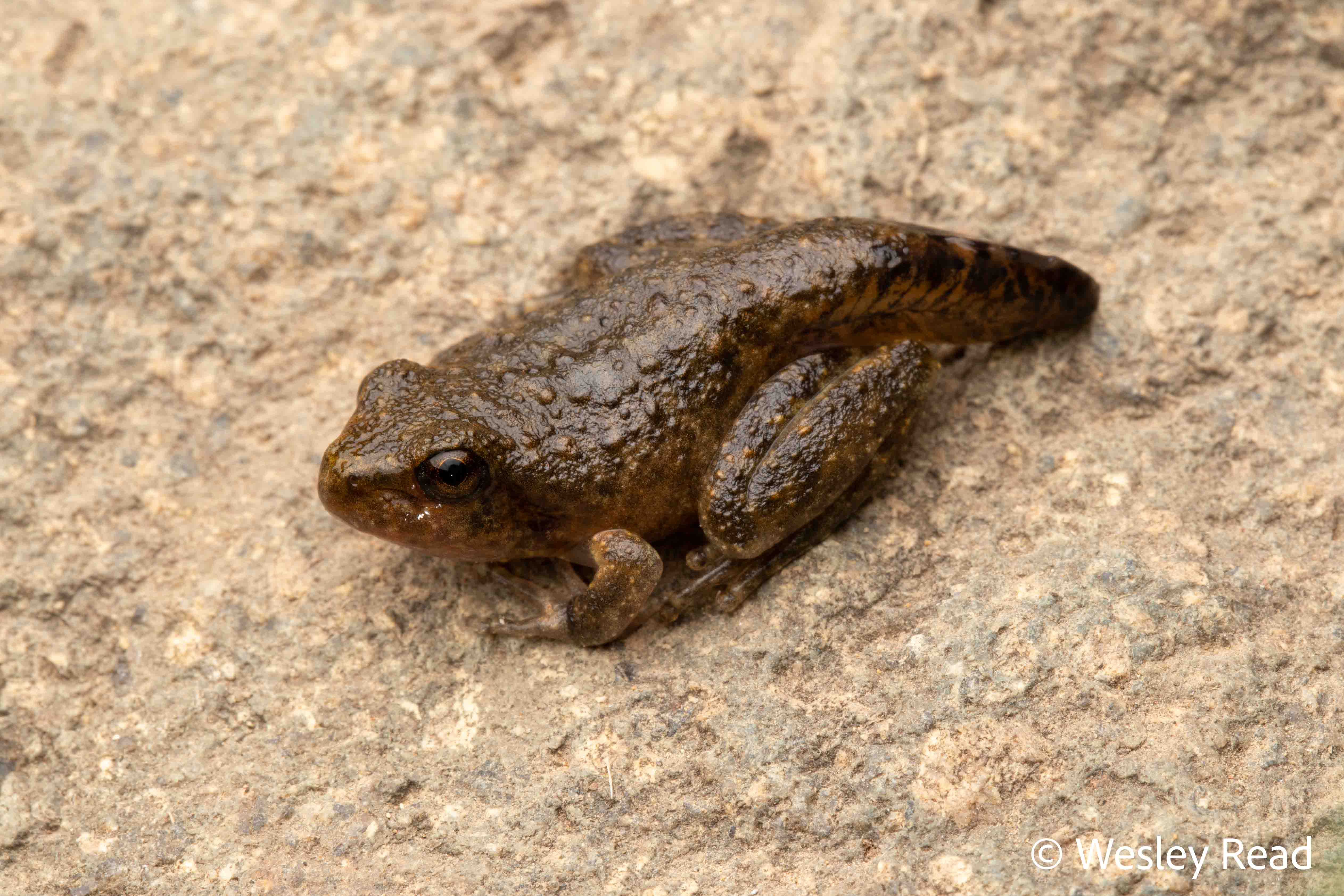 Rhyaconastes booroolongensis