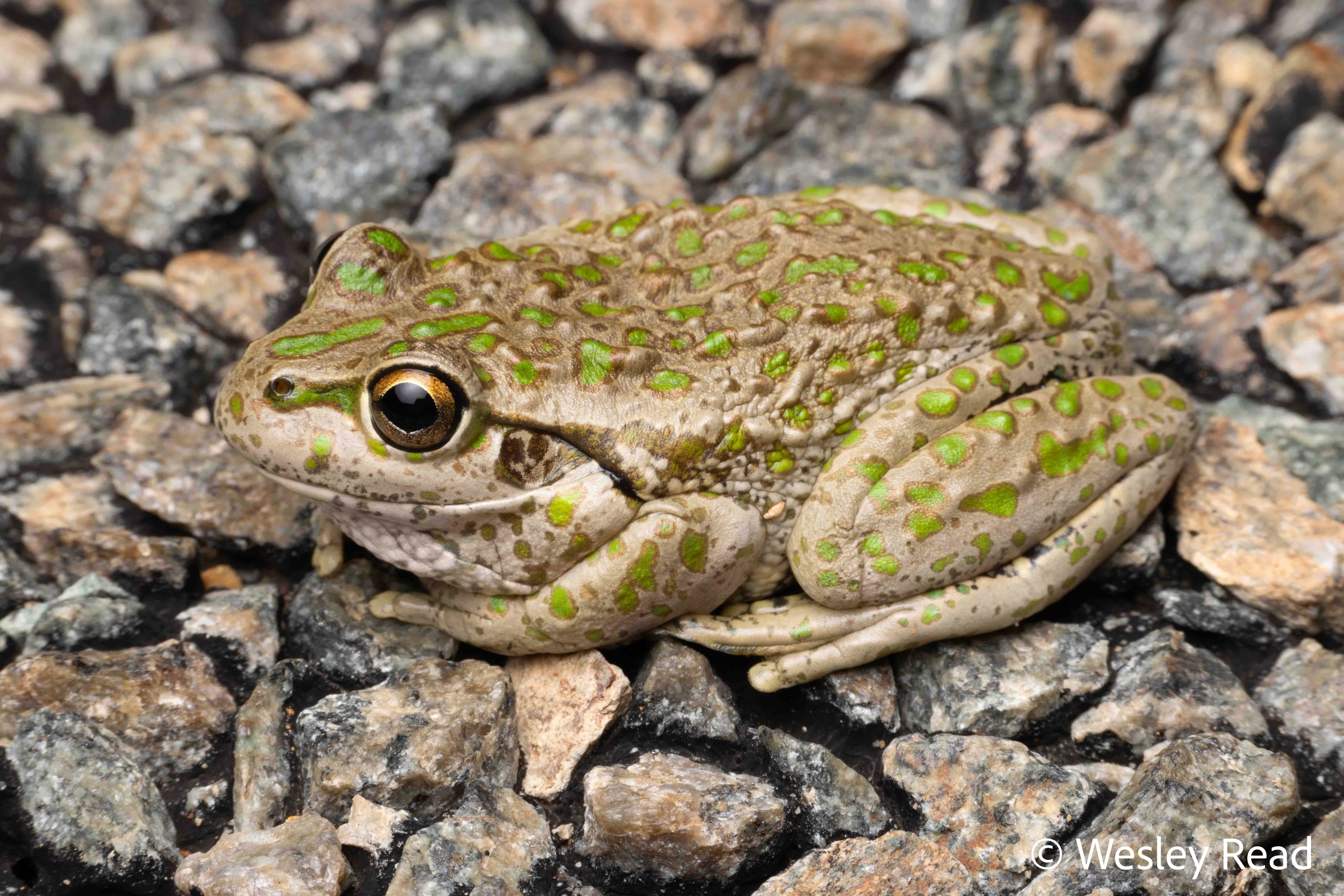 Ranoidea cyclorhyncha