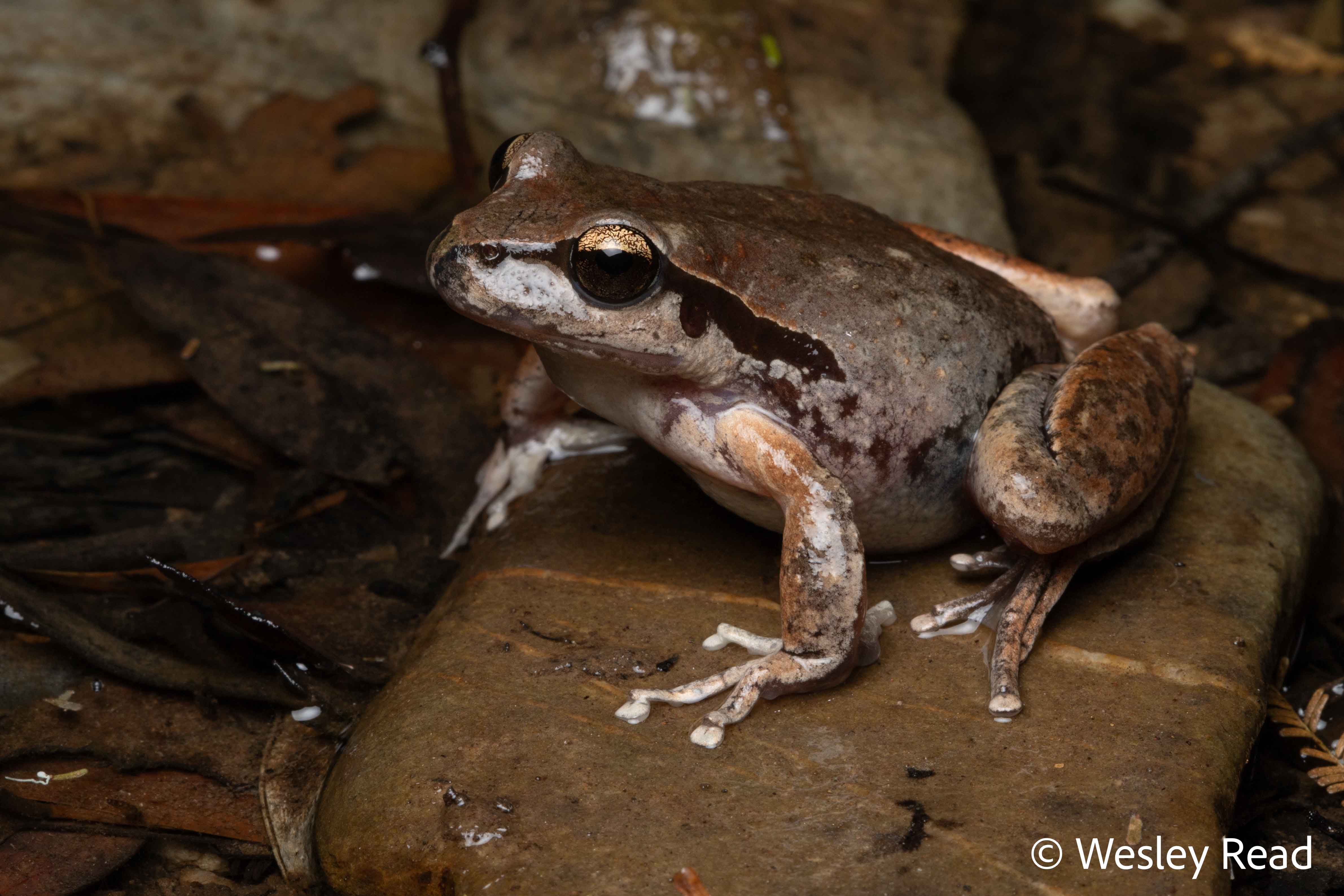 Rhyaconastes lesueuri