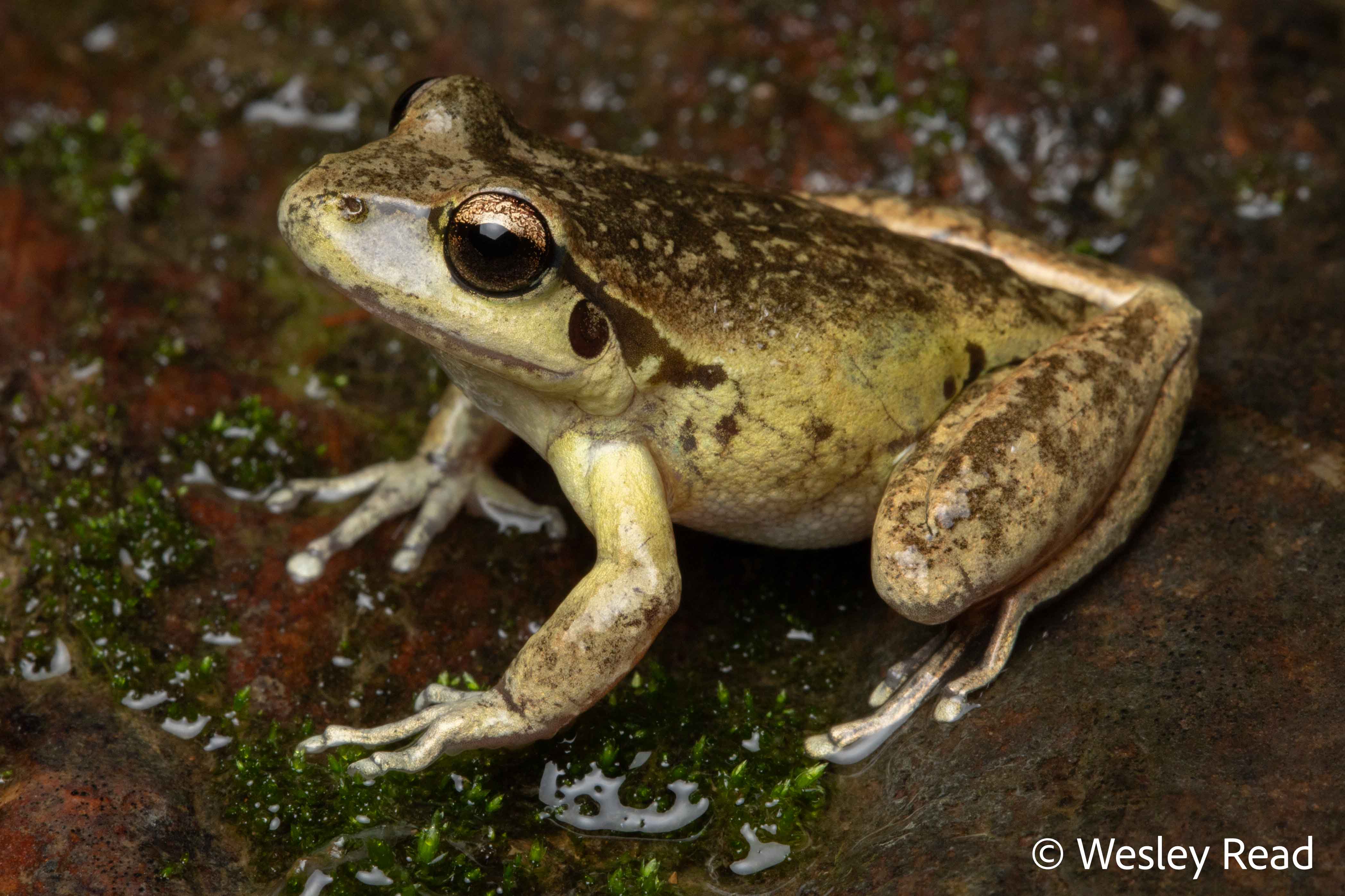 Rhyaconastes lesueuri