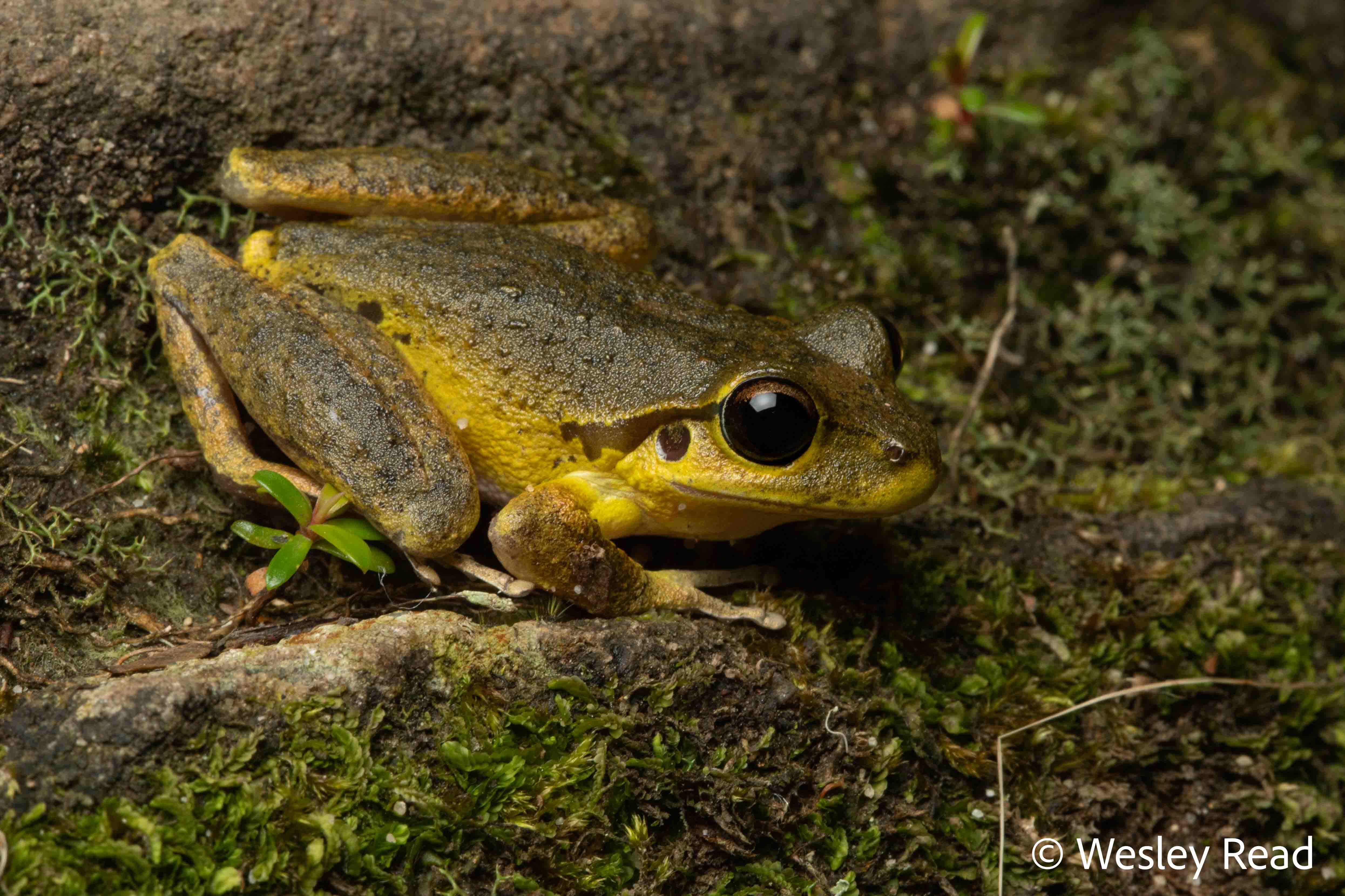 Rhyaconastes lesueuri