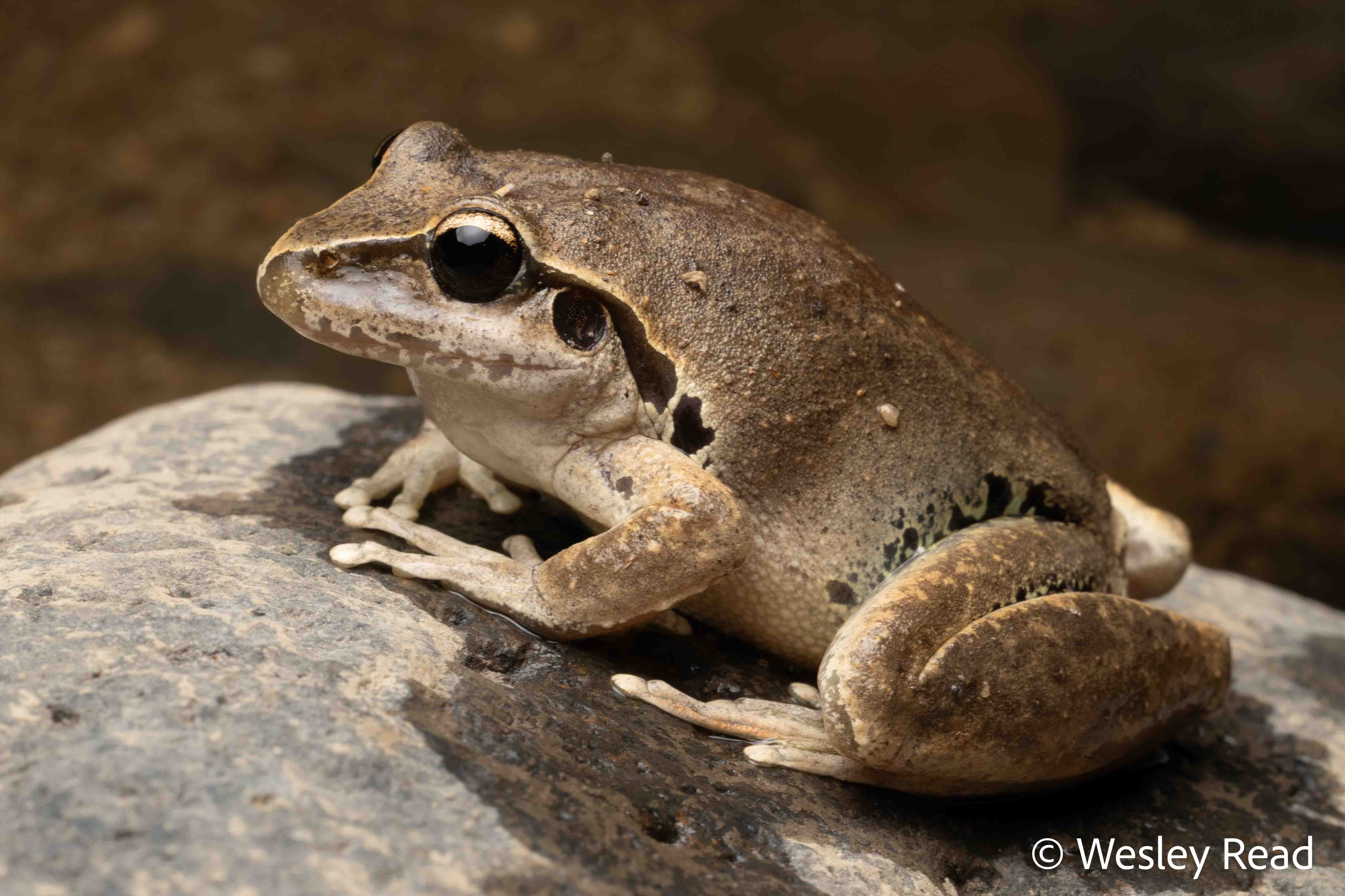 Rhyaconastes lesueuri