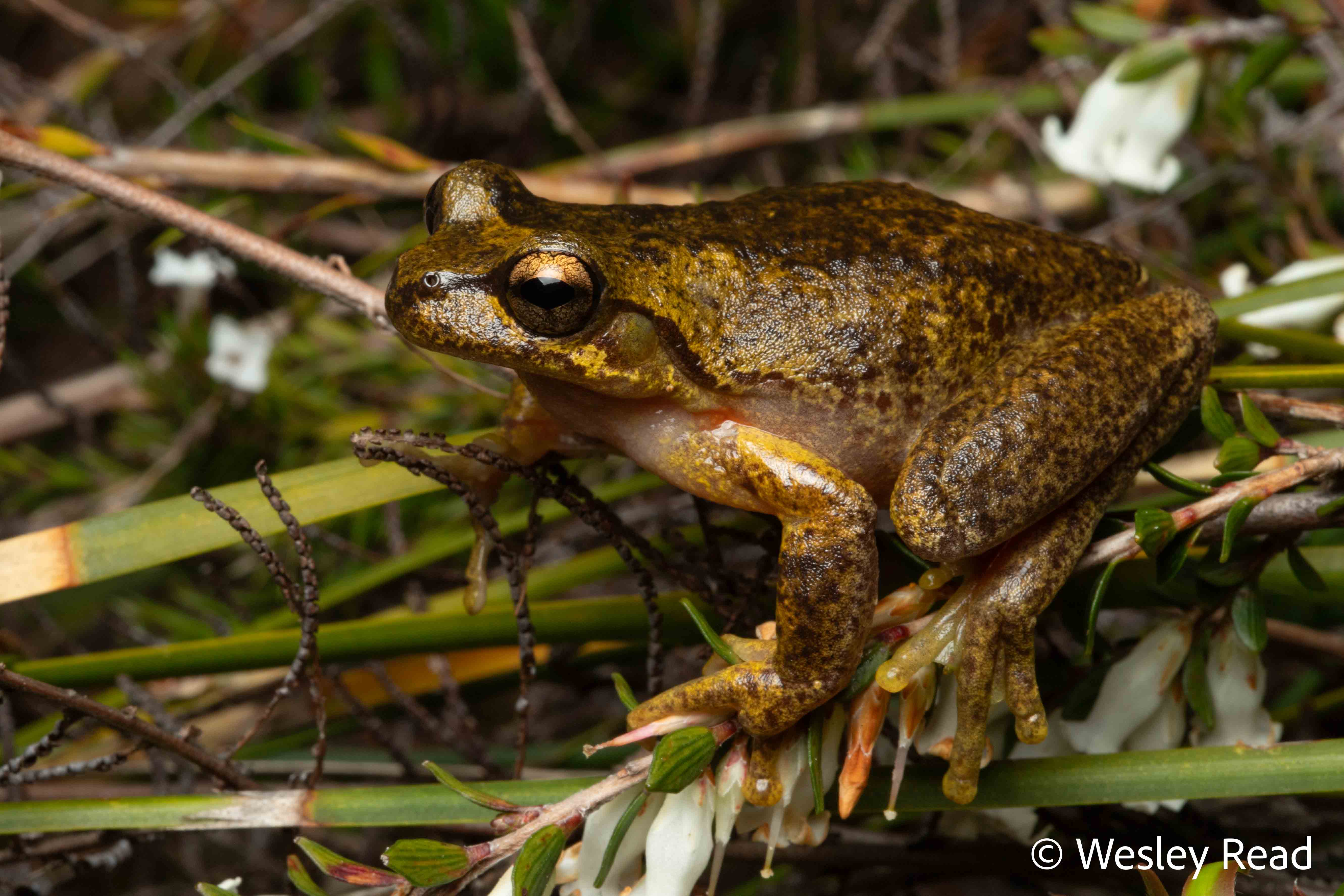 Rawlinsonia watsoni