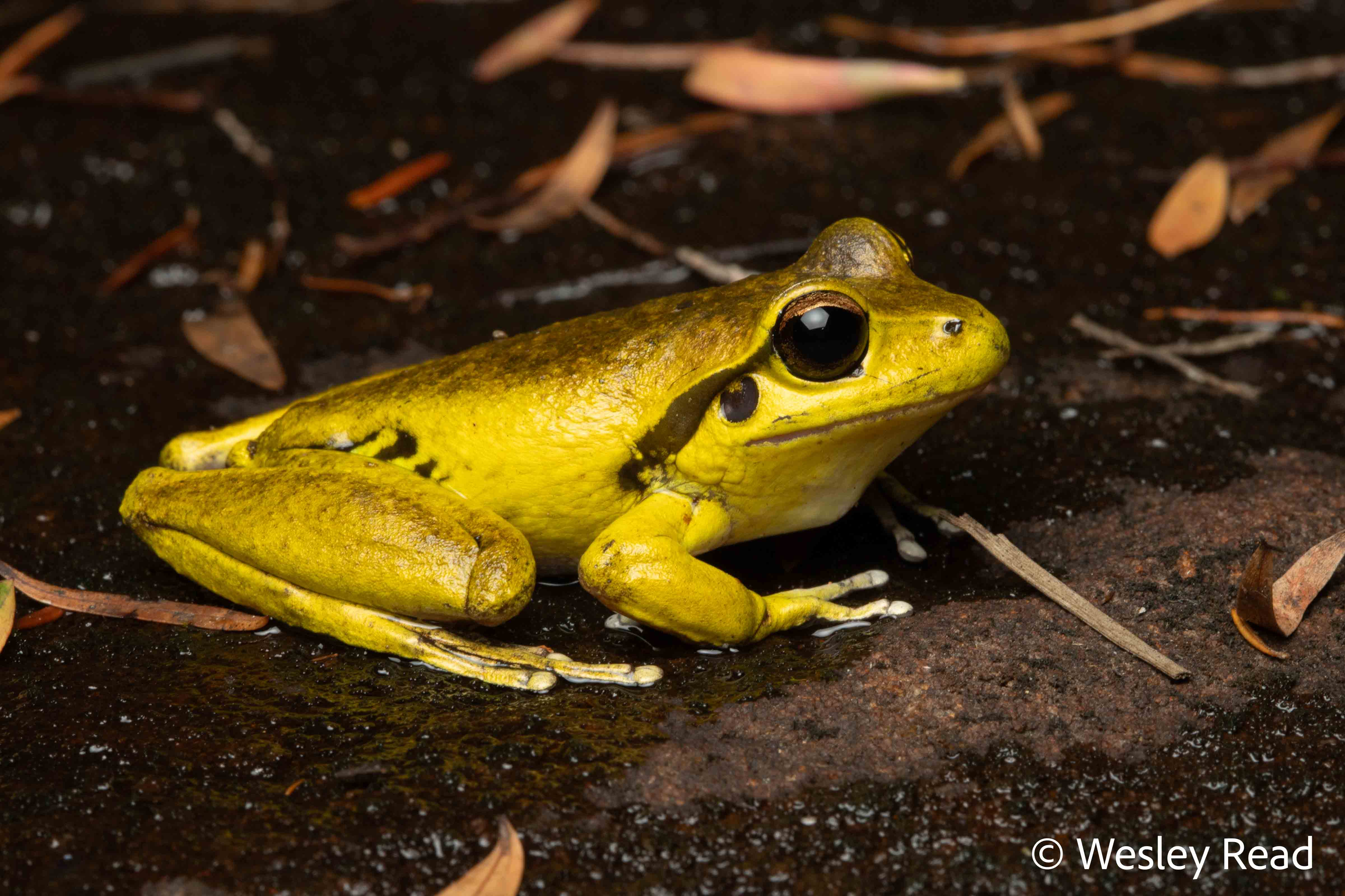 Rhyaconastes wilcoxii