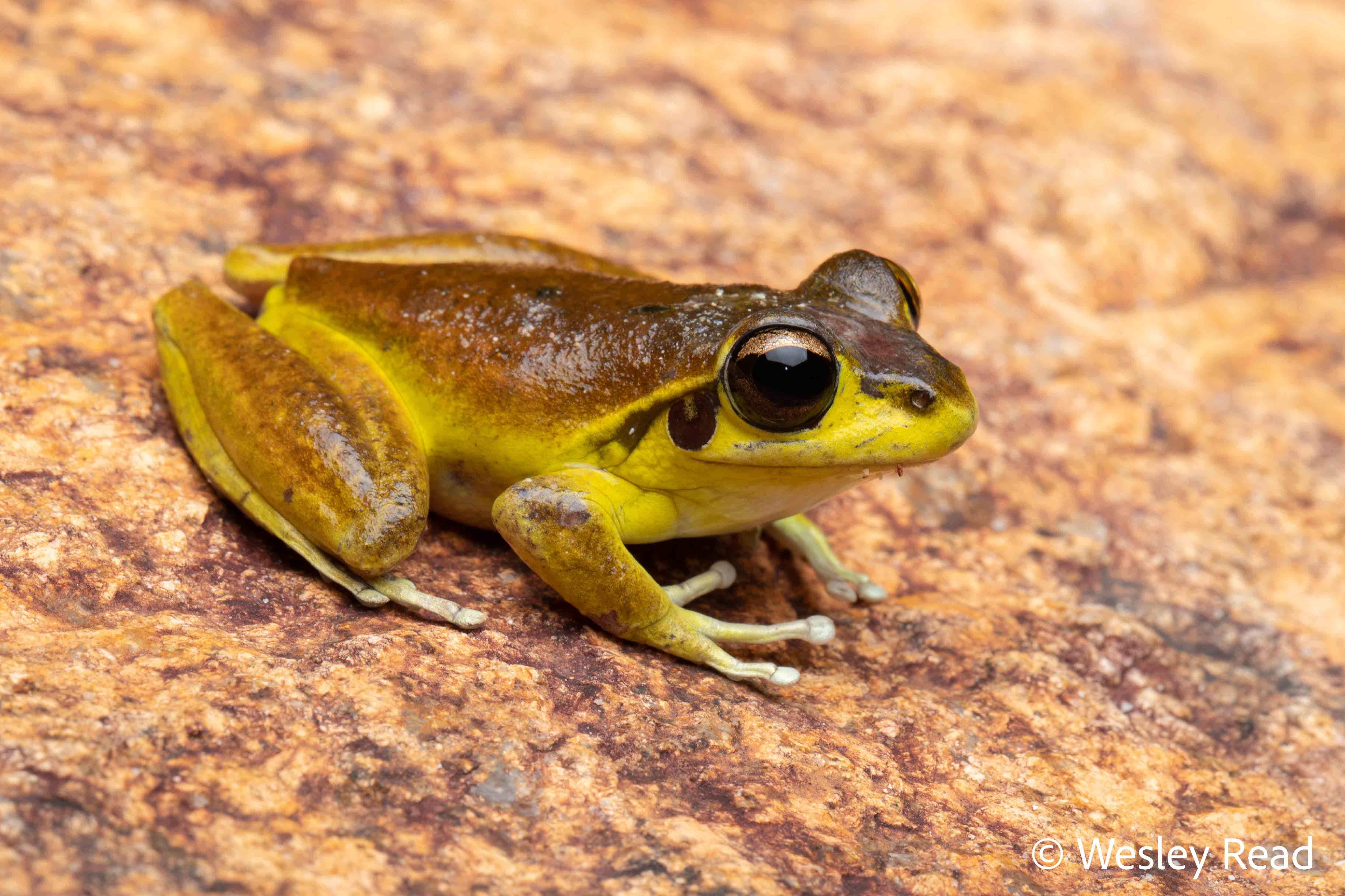 Rhyaconastes wilcoxii