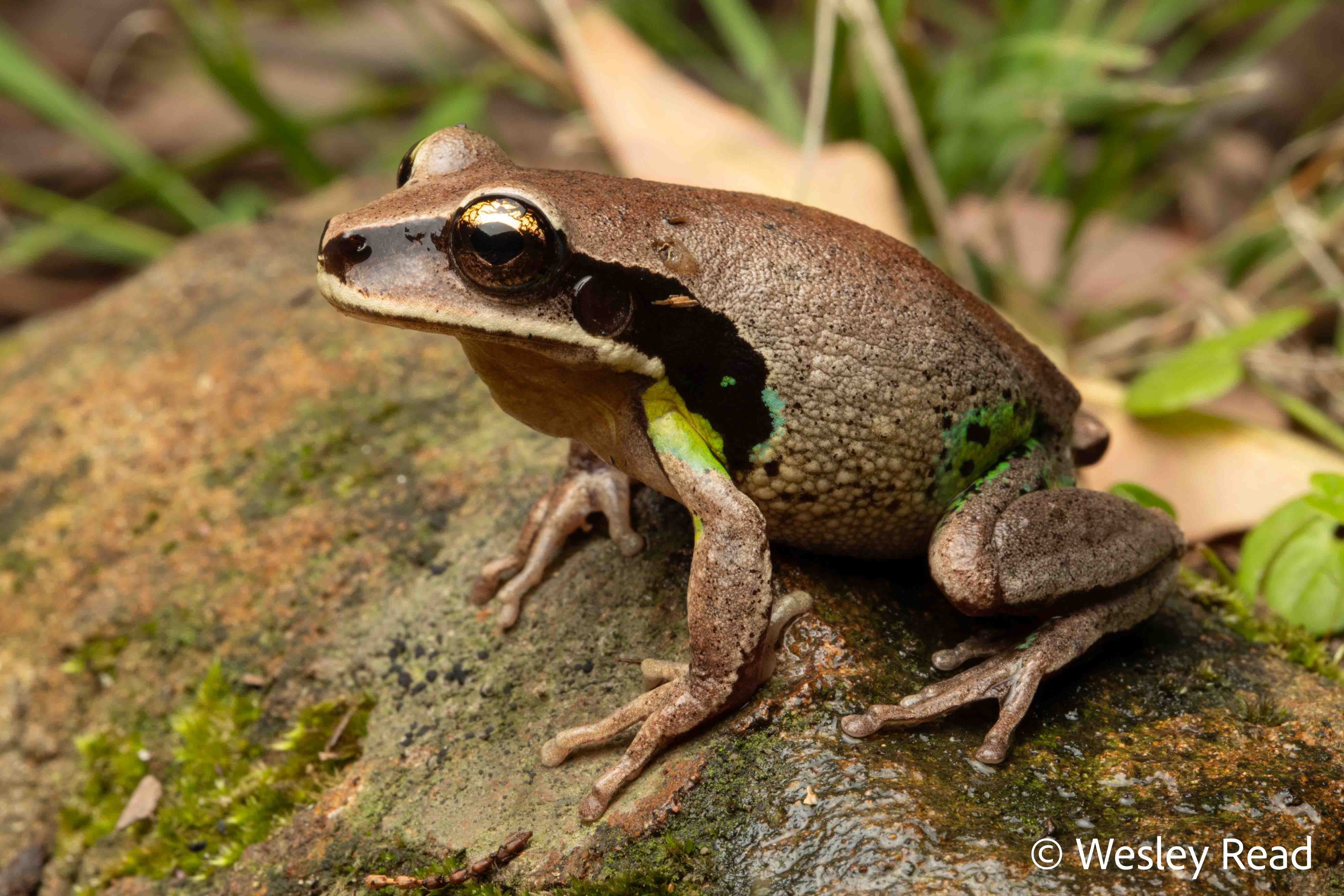 Sylvagemma brevipalmata