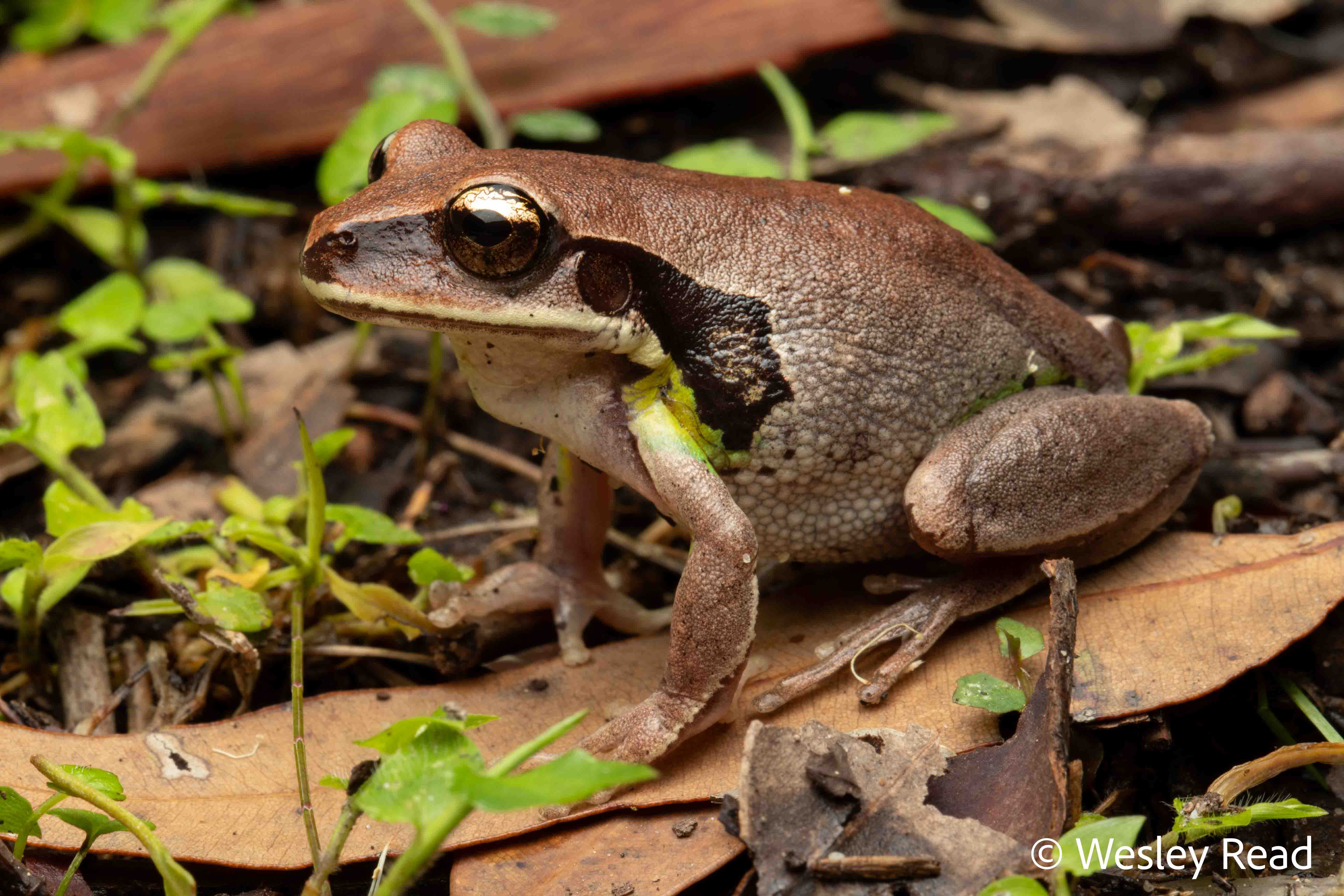 Sylvagemma brevipalmata