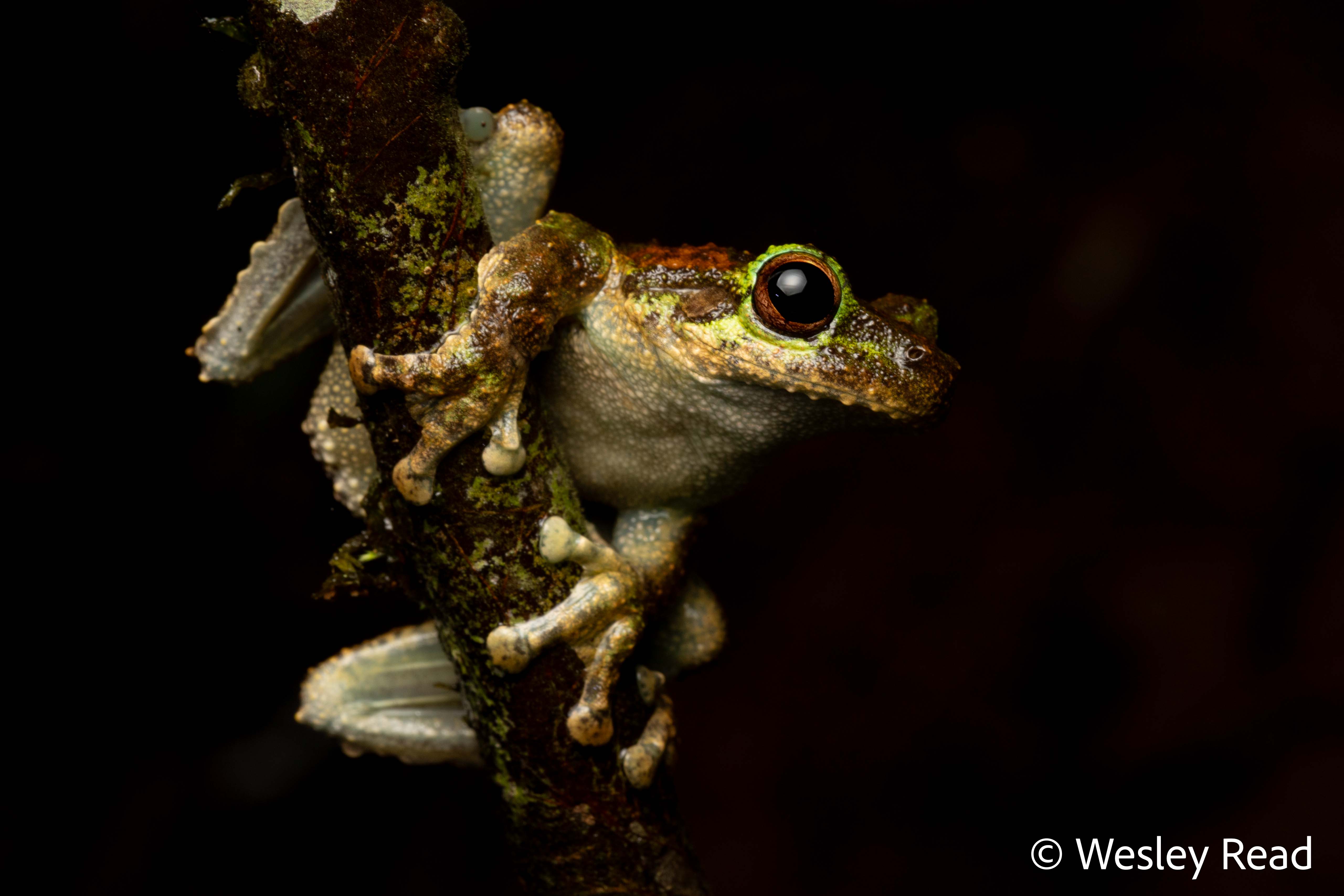 Spicicalyx serrata