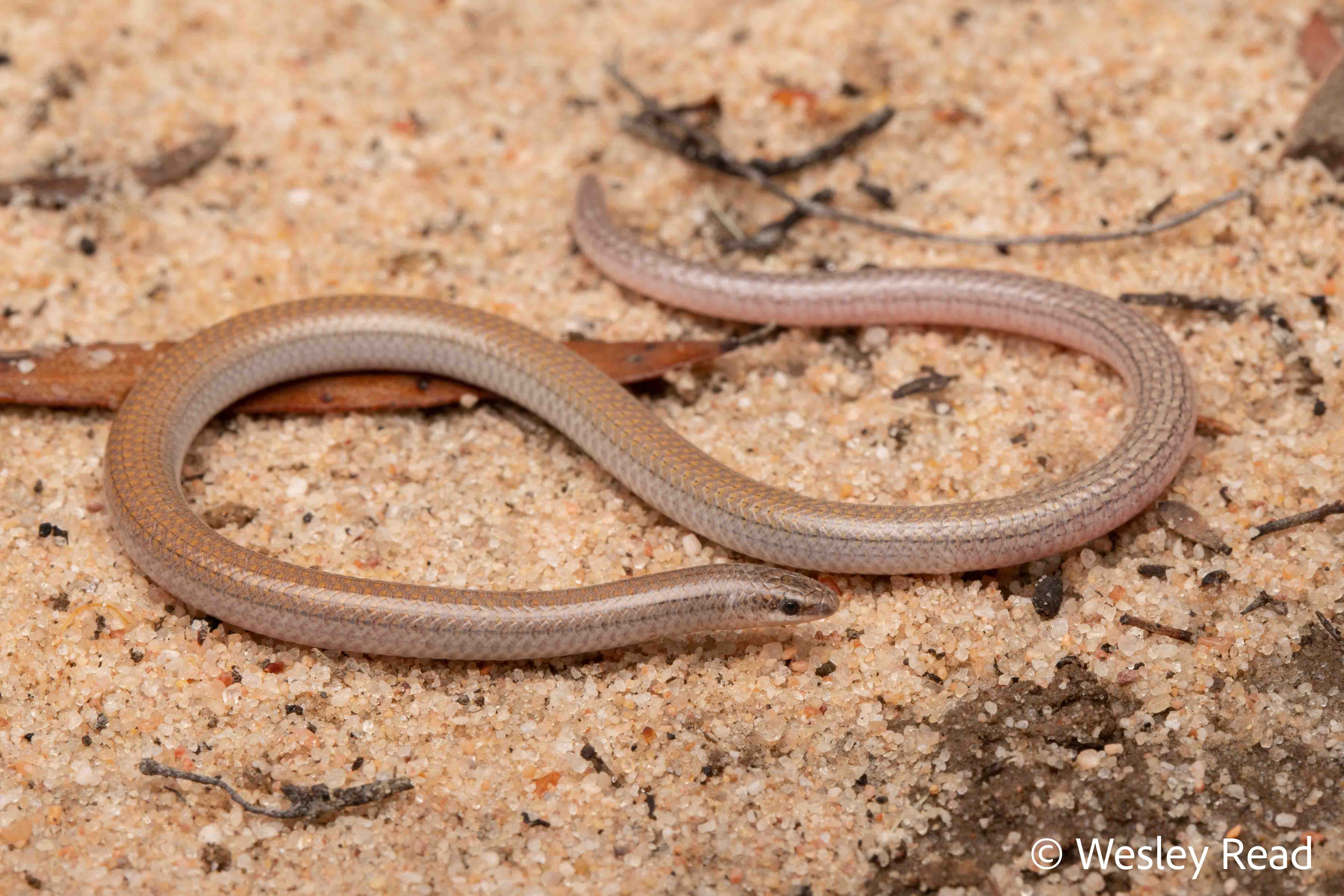 Aprasia aurita