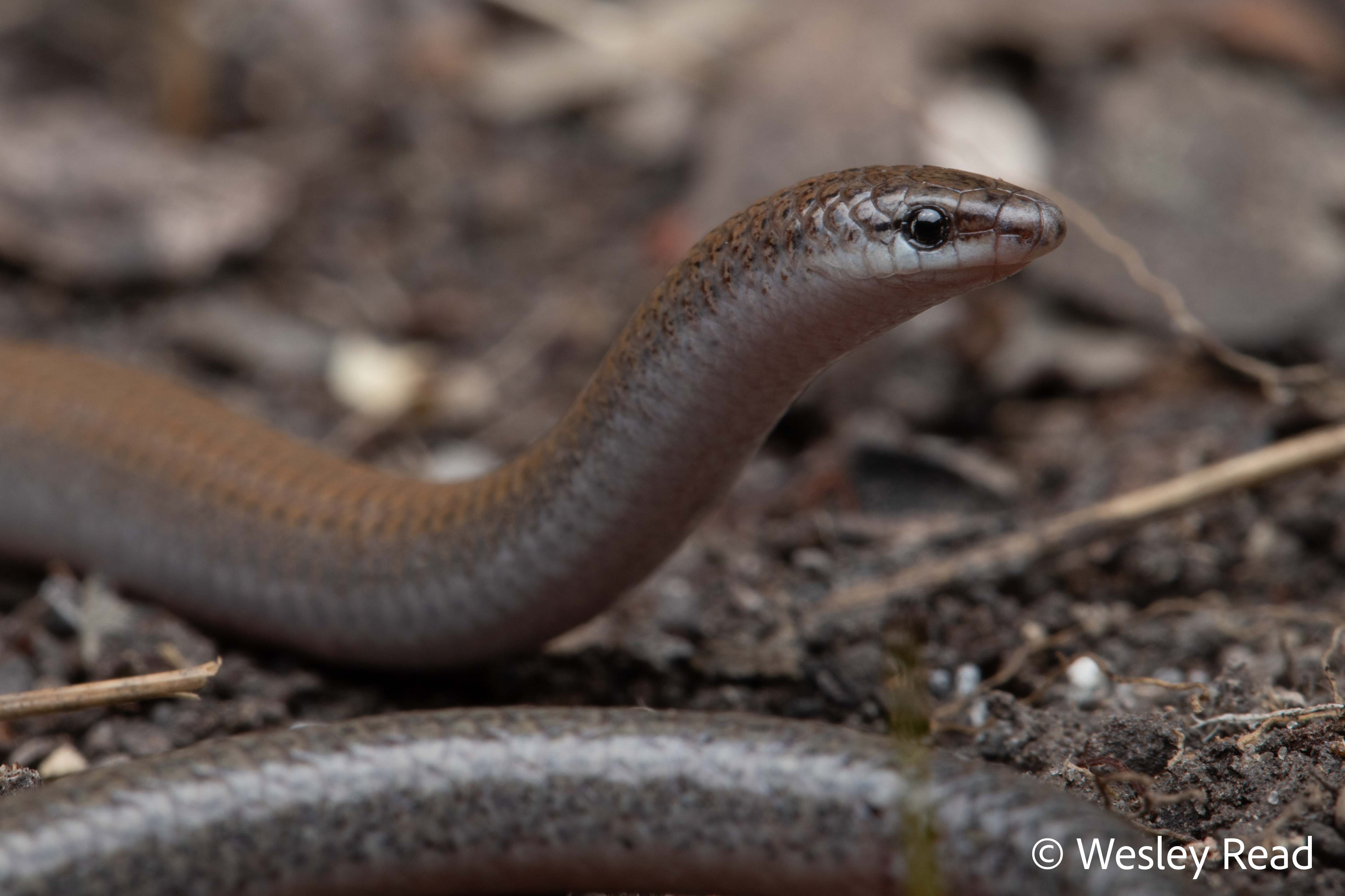 Aprasia aurita