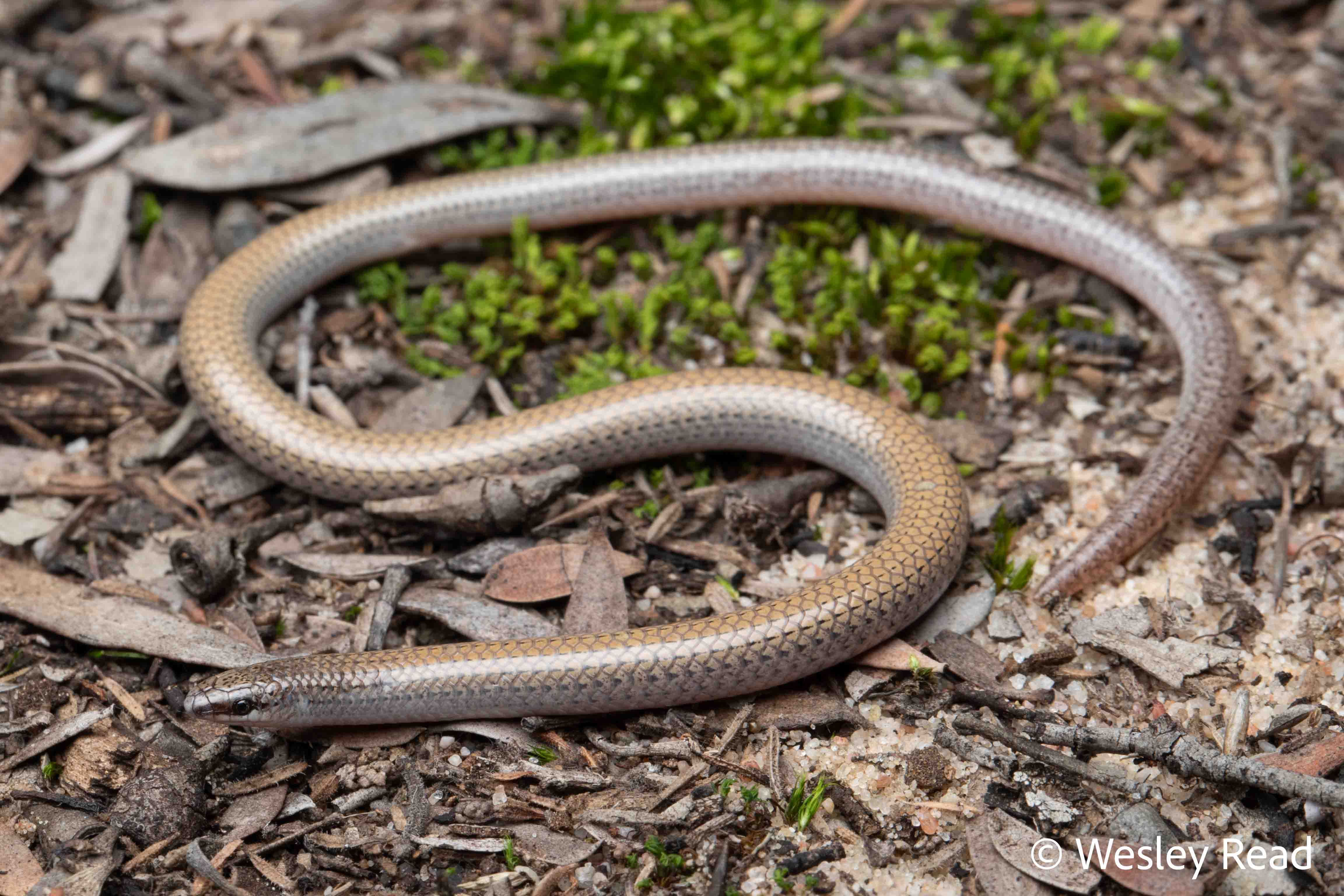 Aprasia aurita