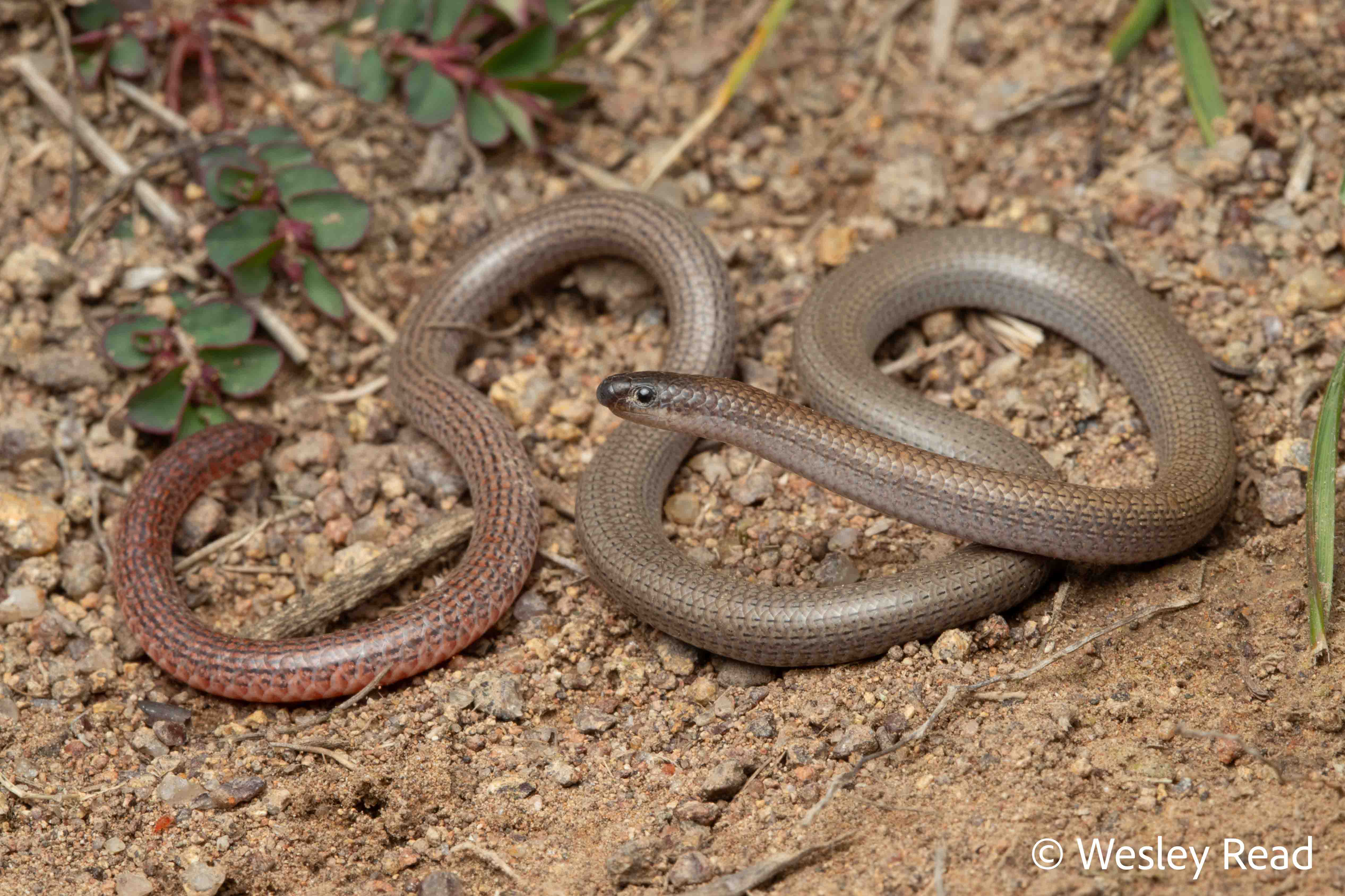 Aprasia parapulchella