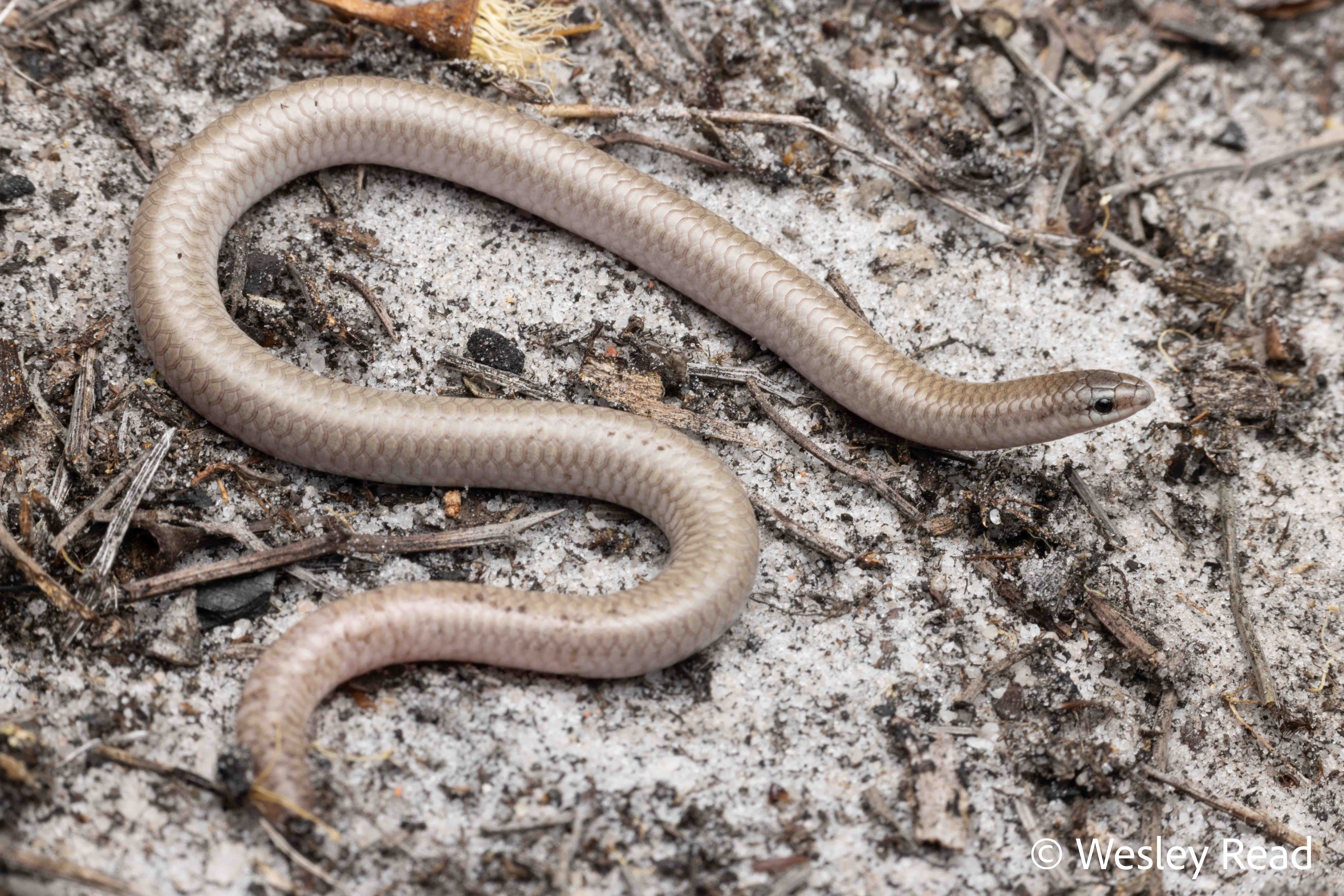 Aprasia striolata