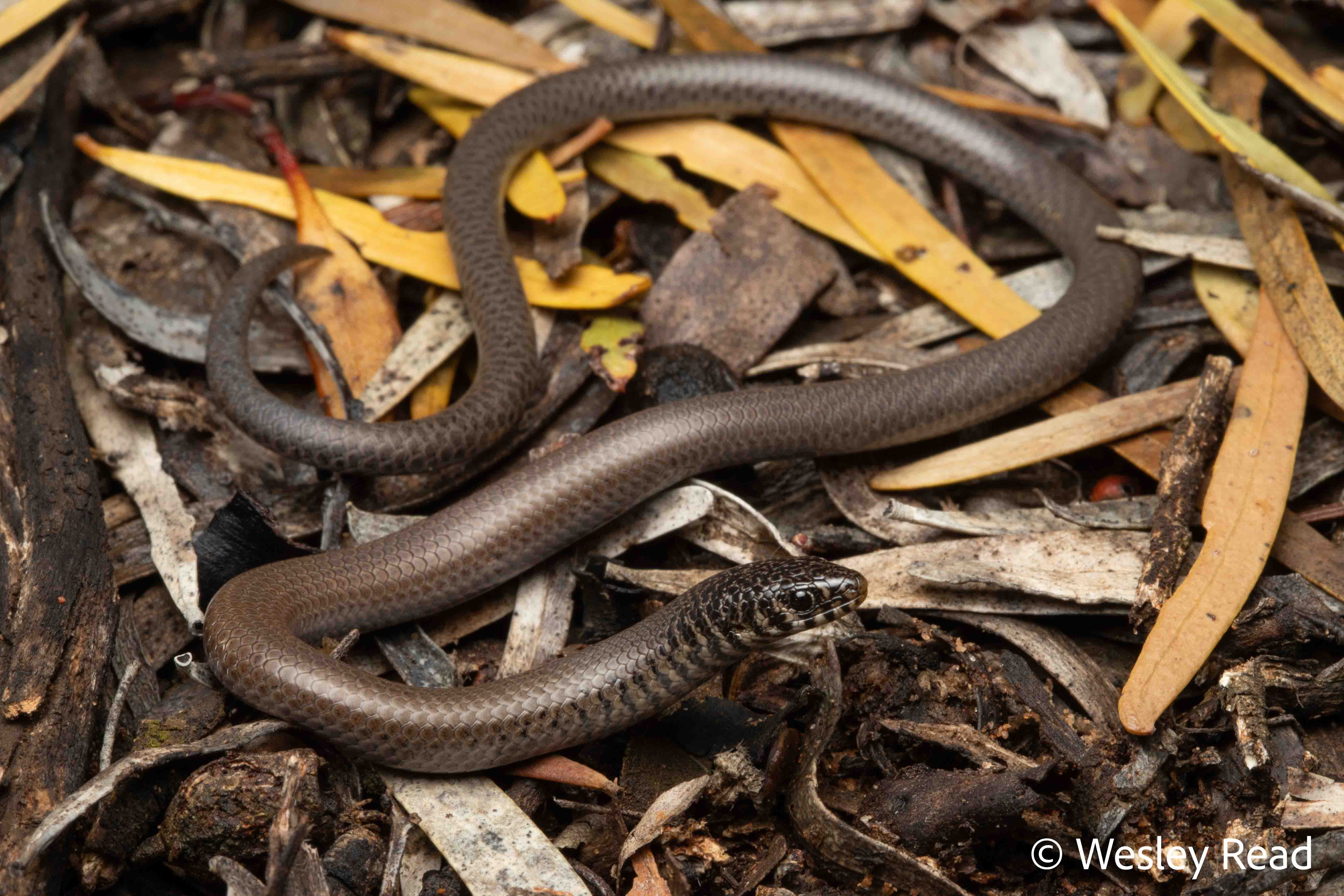 Delma australis