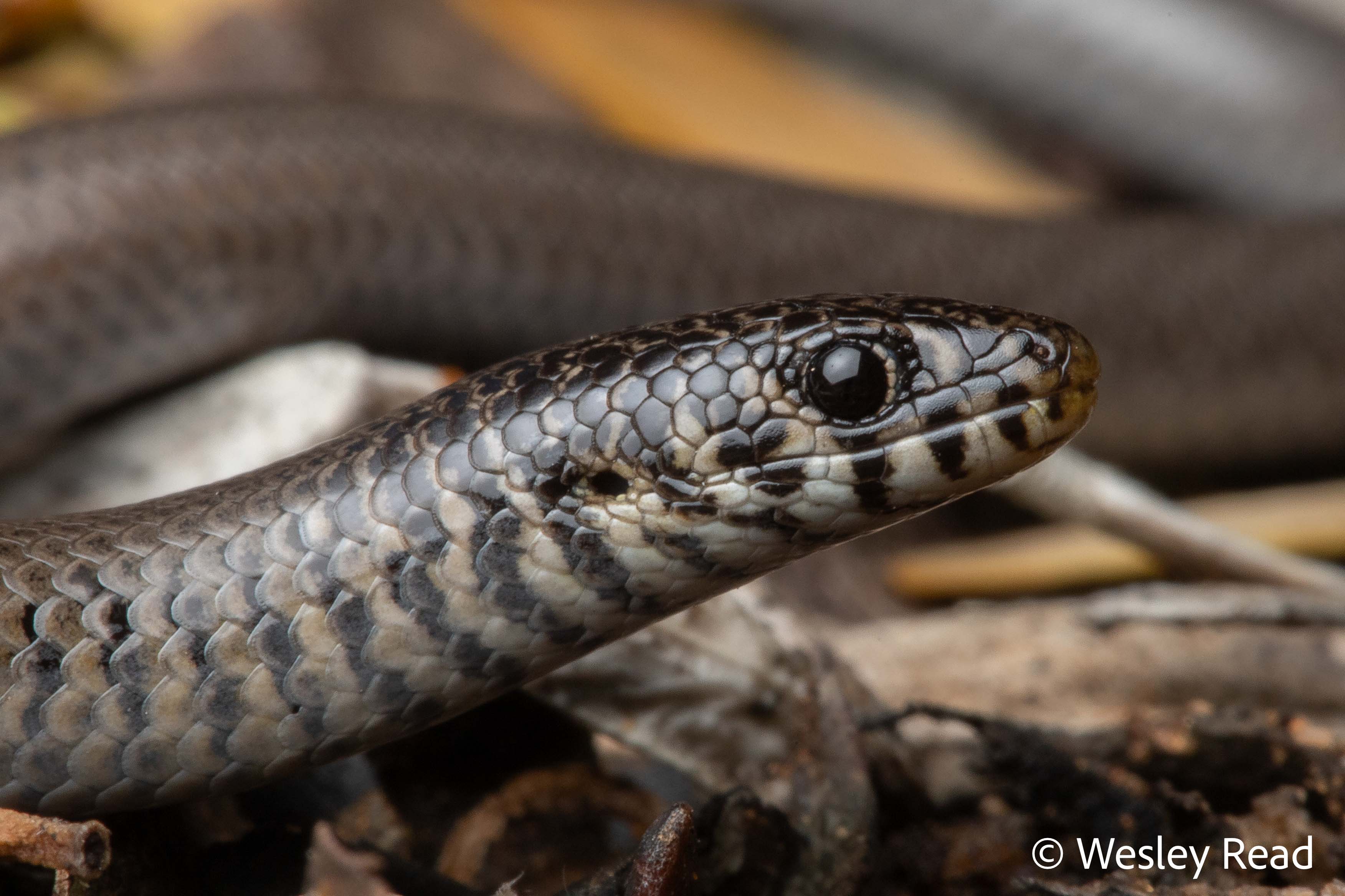 Delma australis