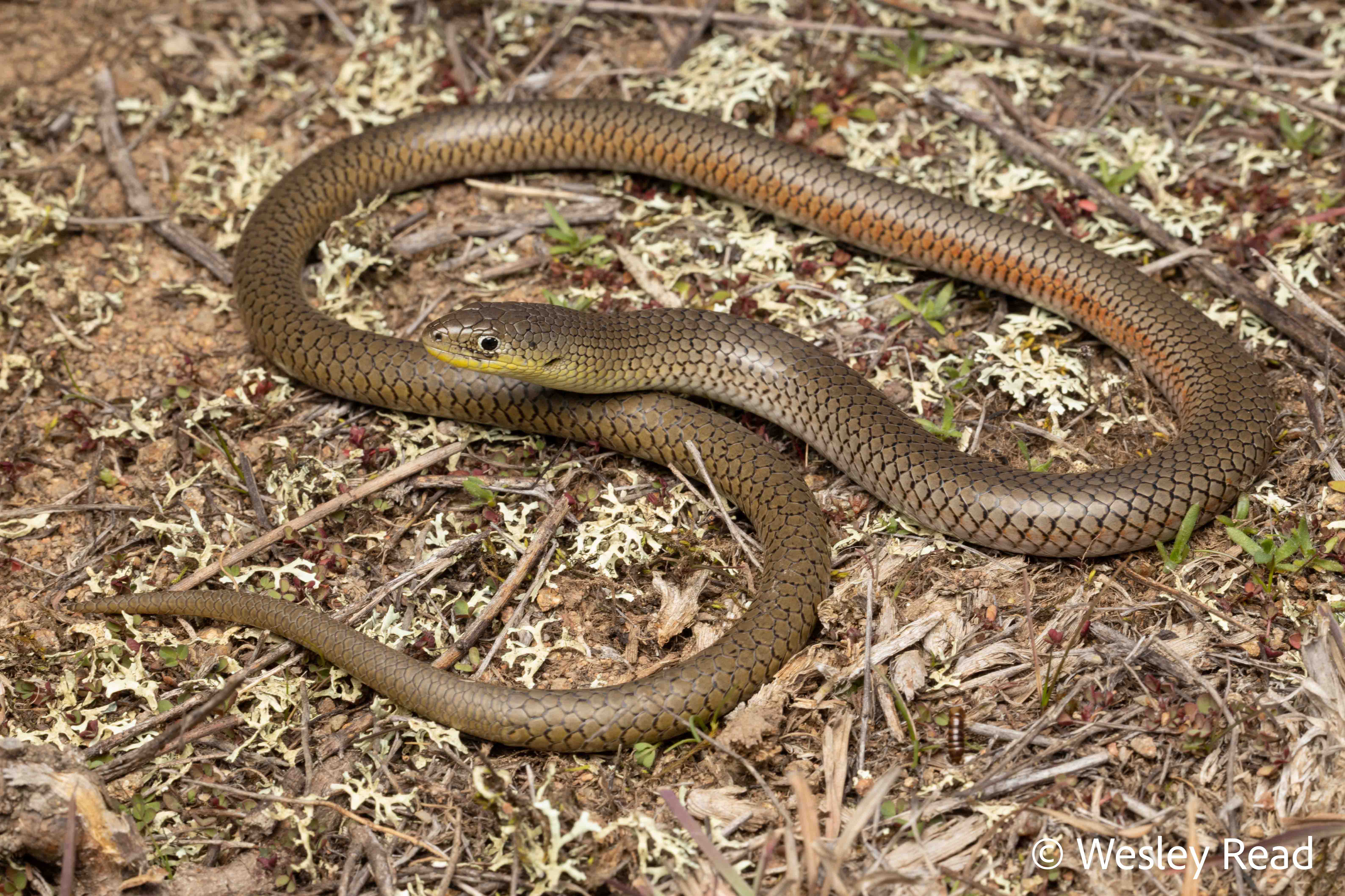 Delma inornata