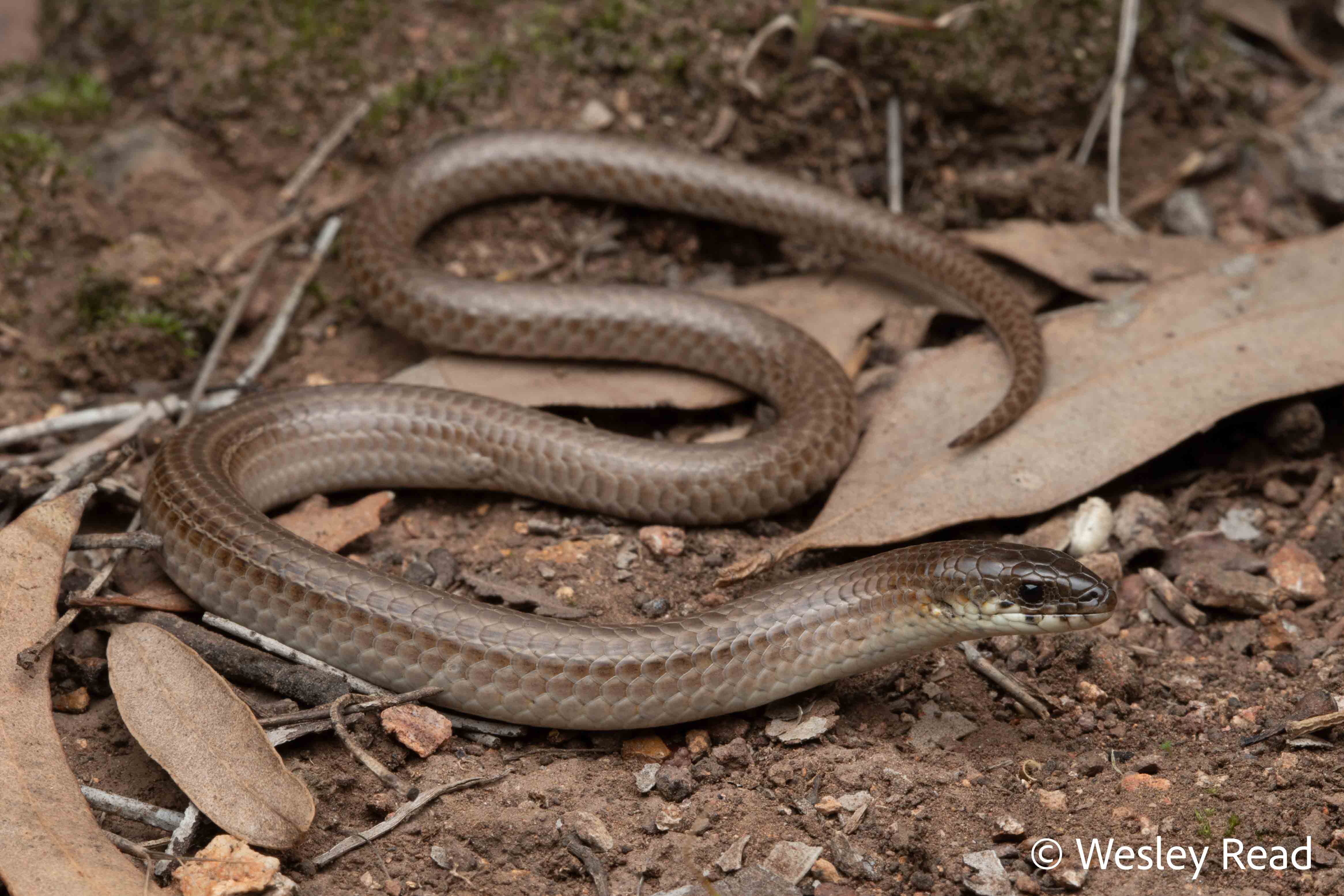 Delma vescolineata