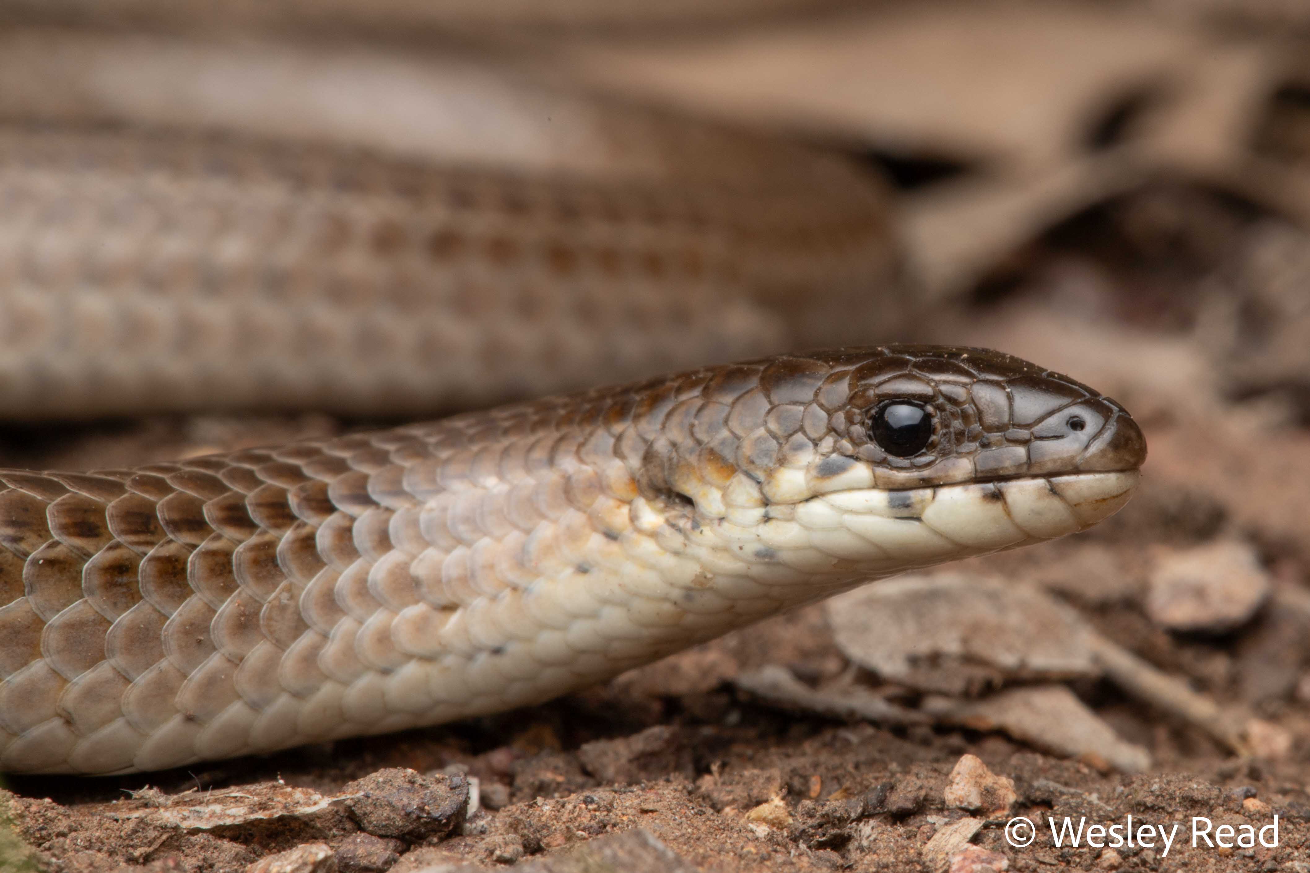 Delma vescolineata