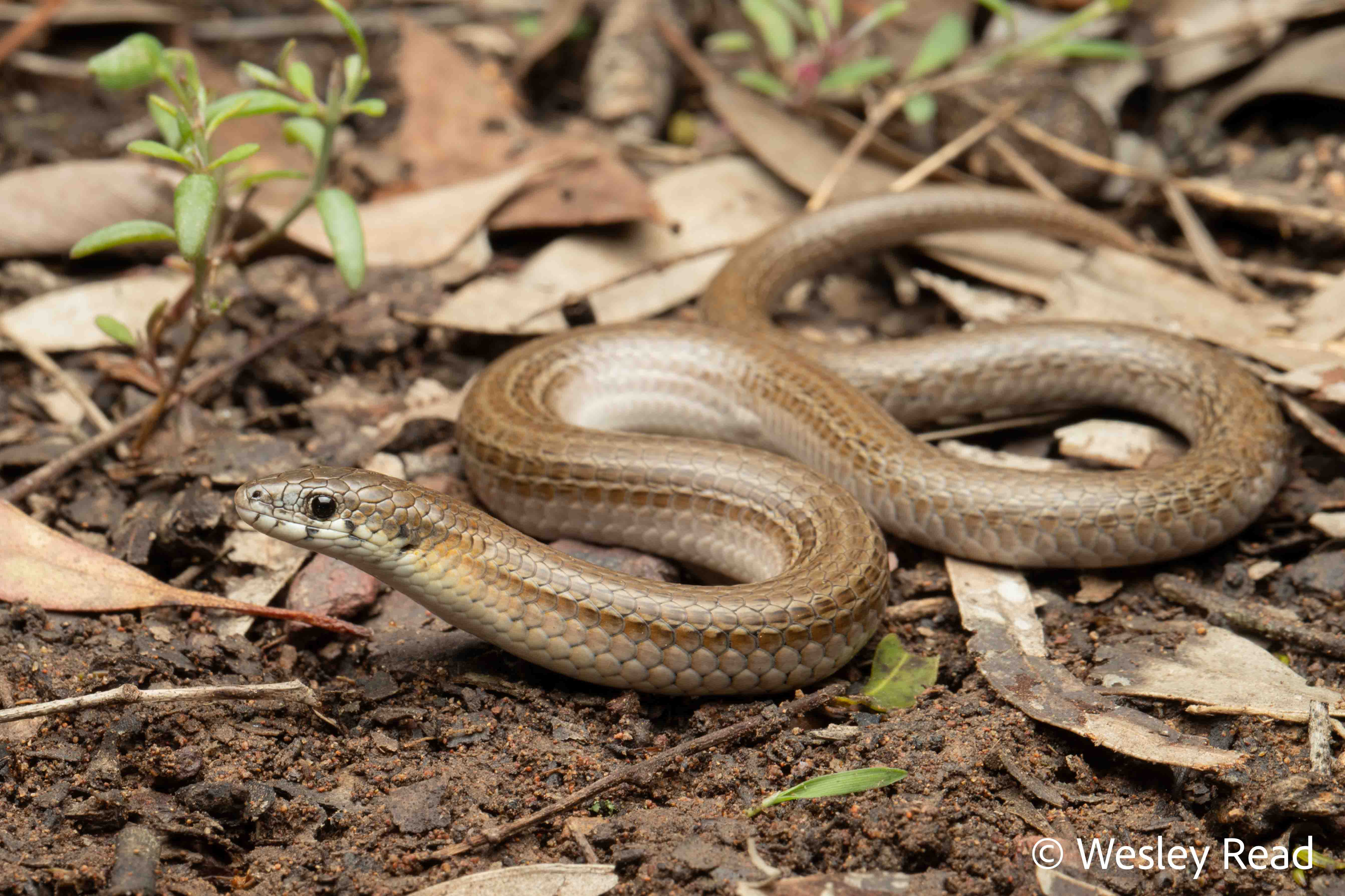 Delma vescolineata