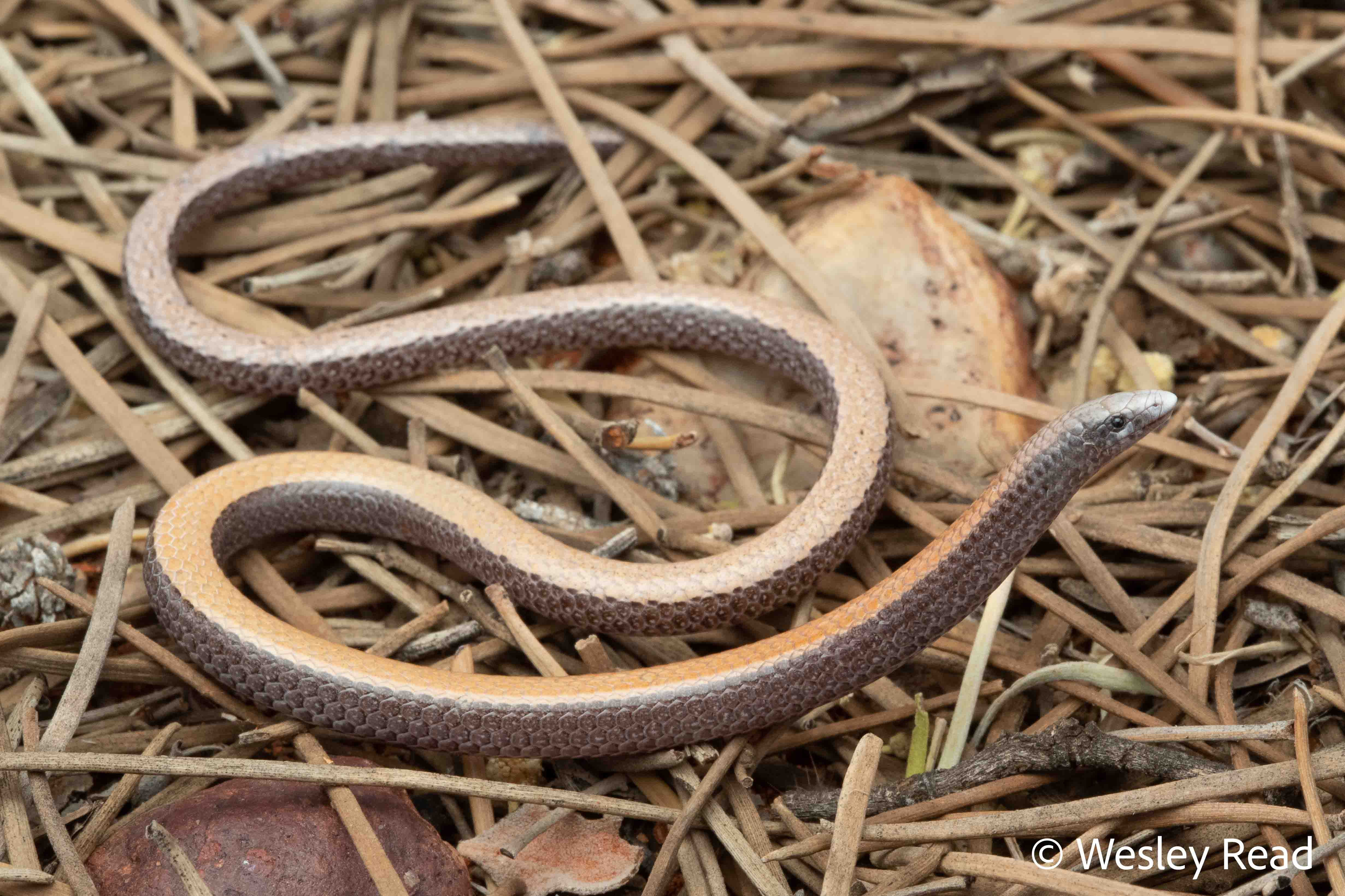 Ophidiocephalus taeniatus
