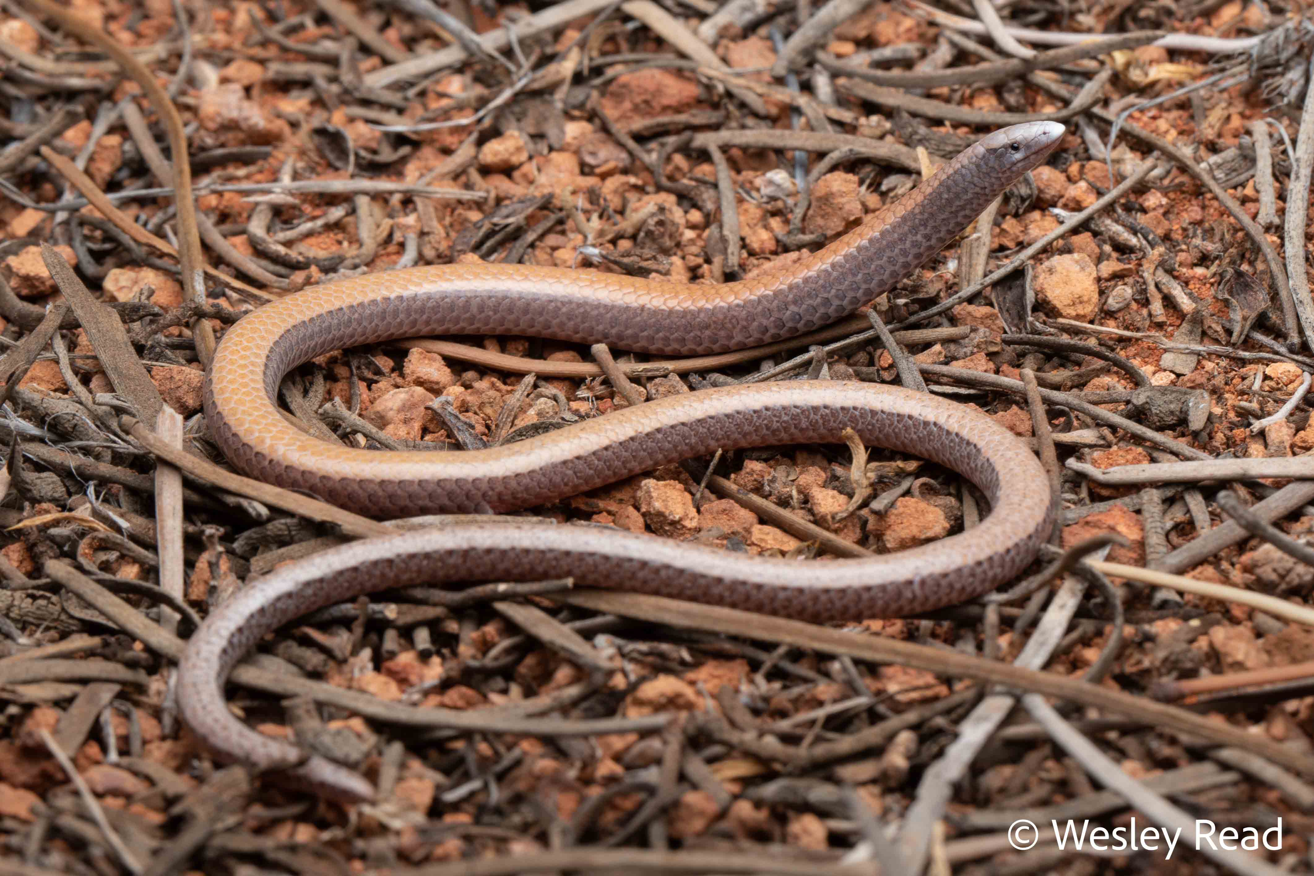 Ophidiocephalus taeniatus