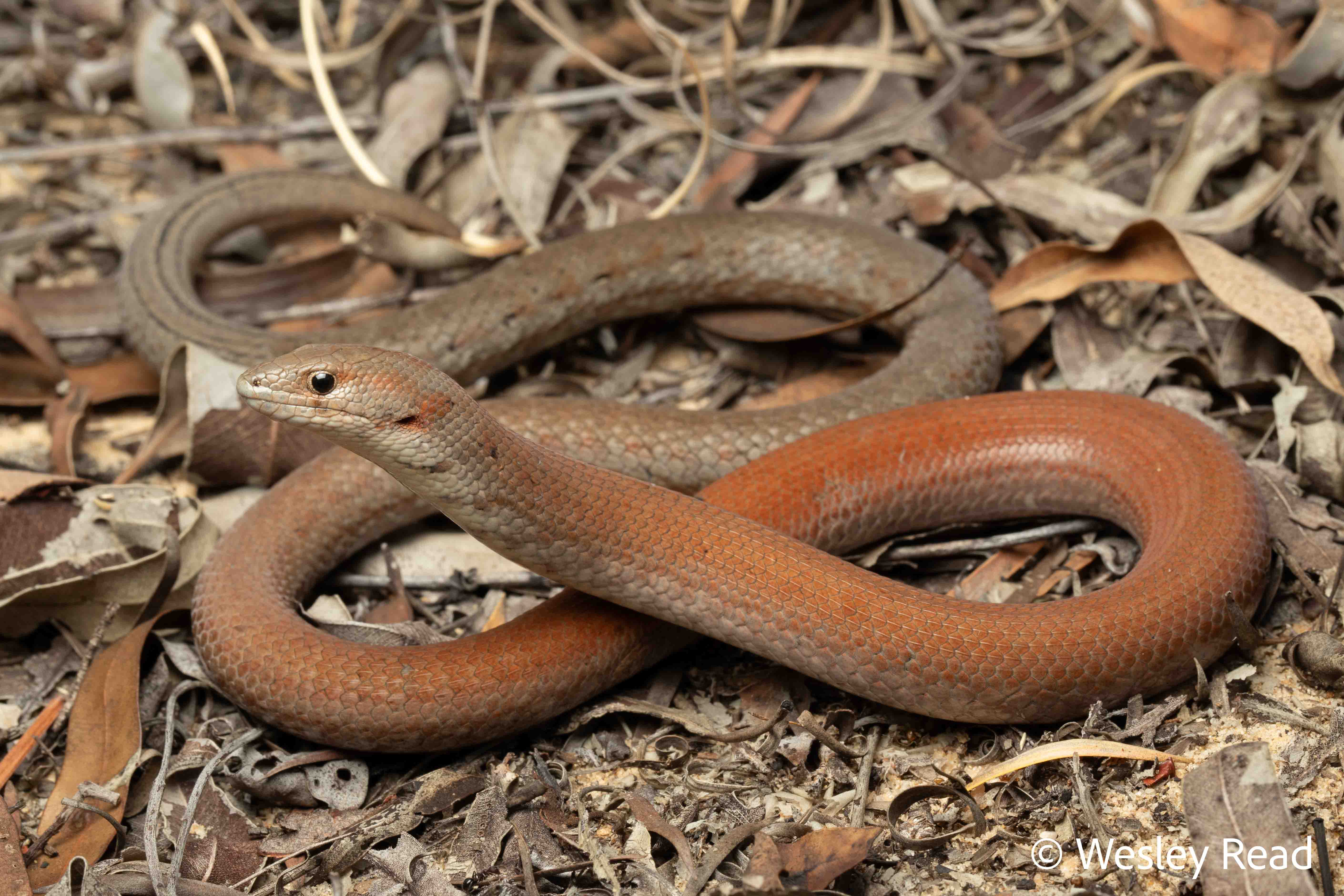 Pygopus lepidopodus