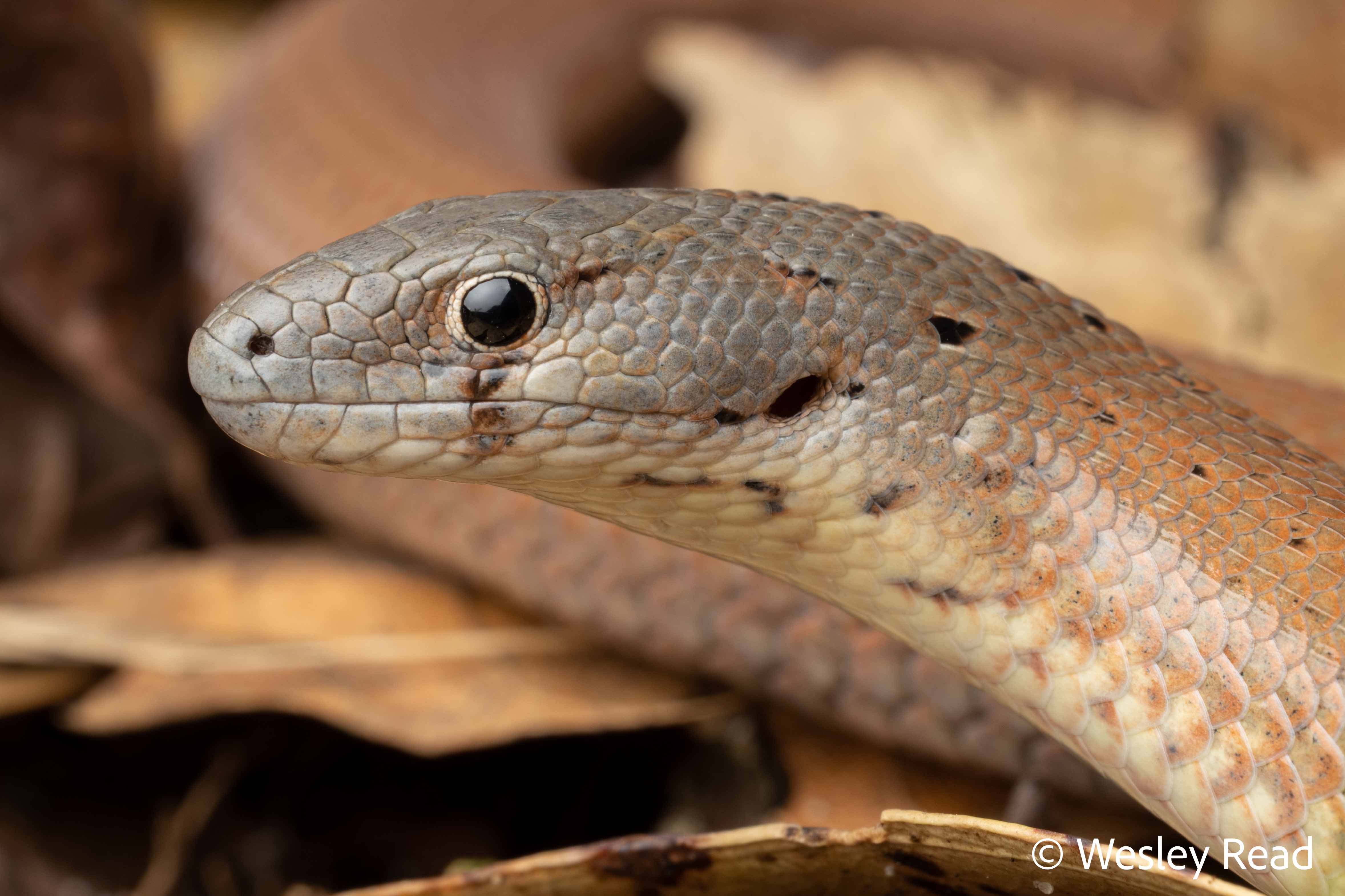 Pygopus lepidopodus
