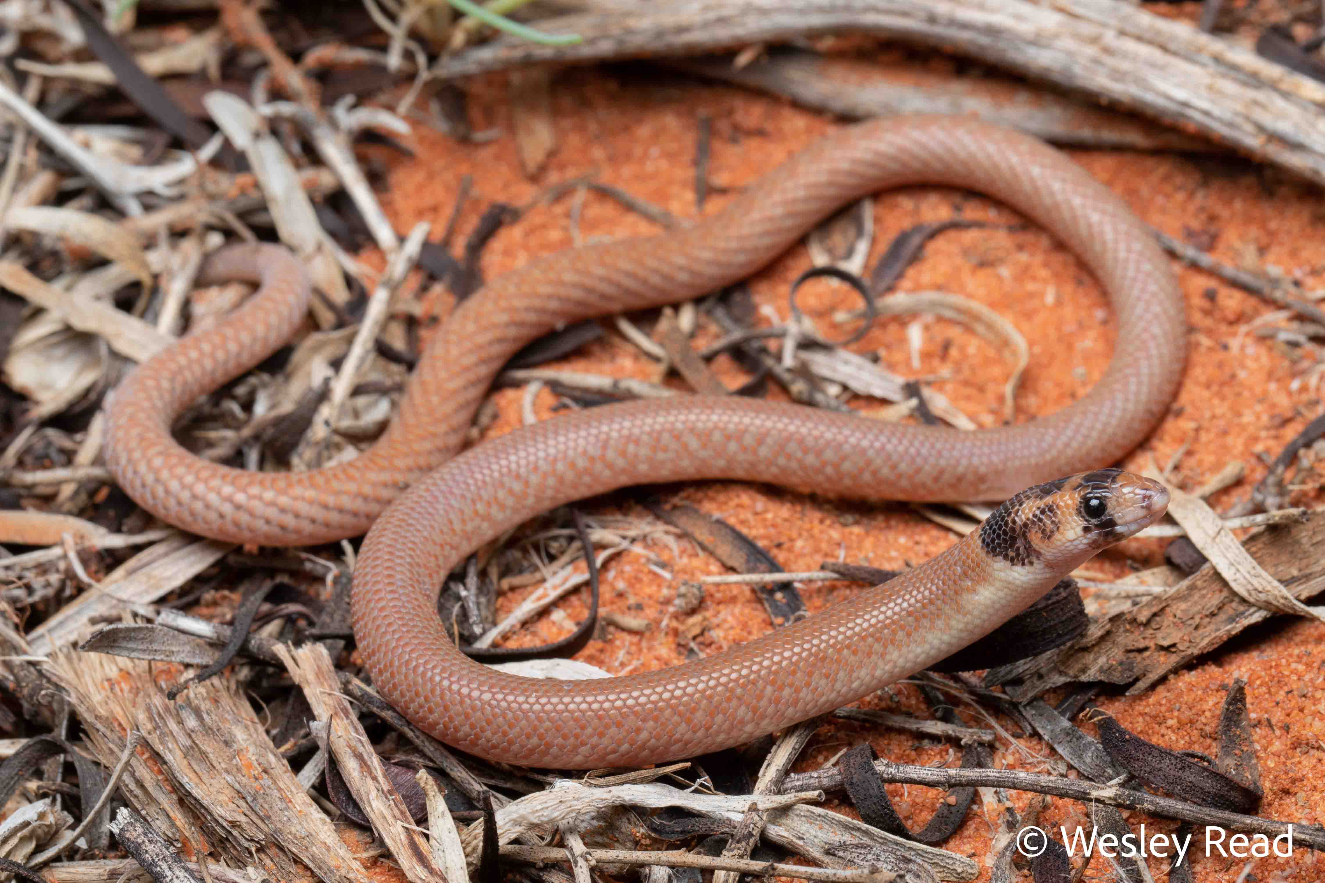 Pygopus nigriceps