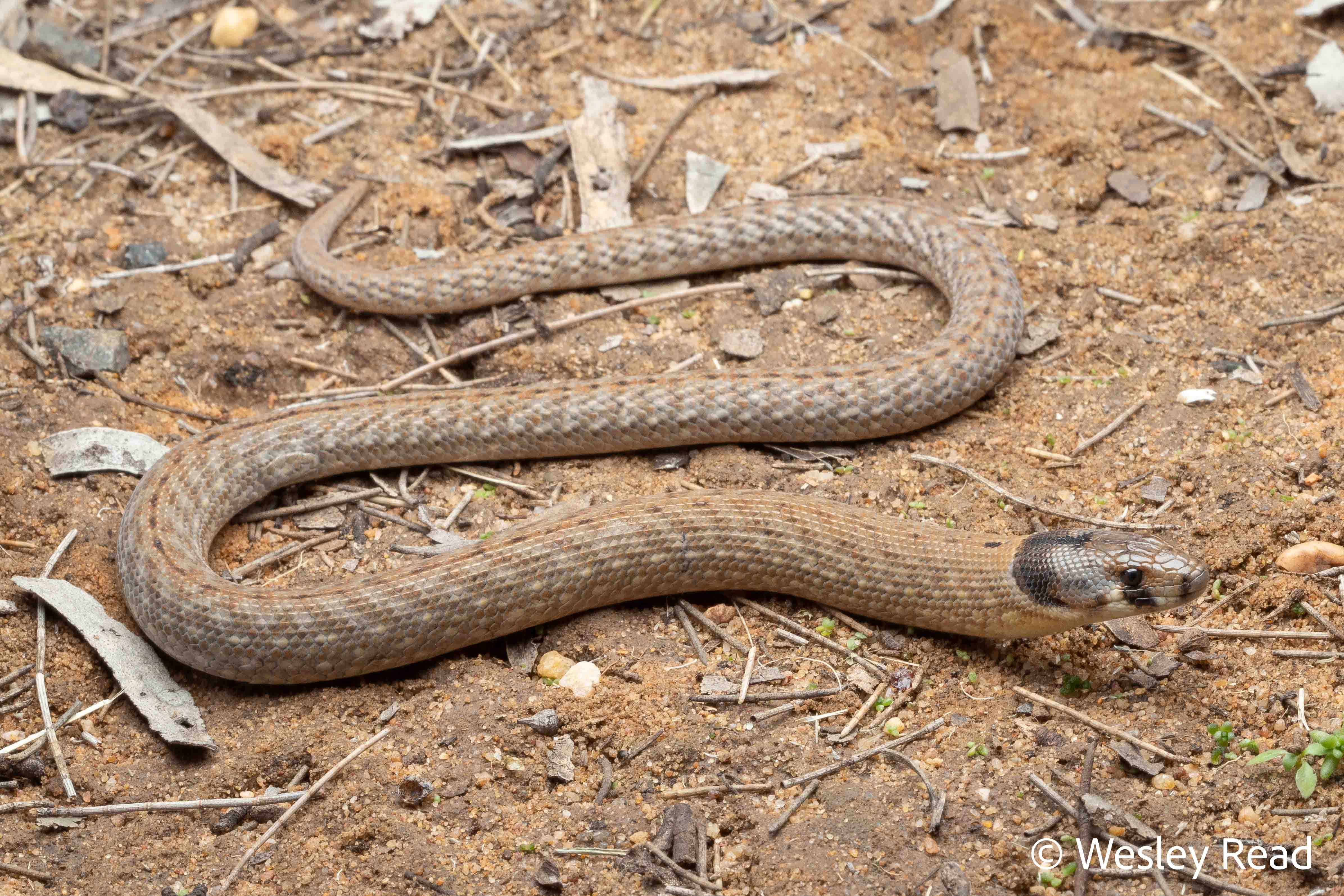 Pygopus schraderi