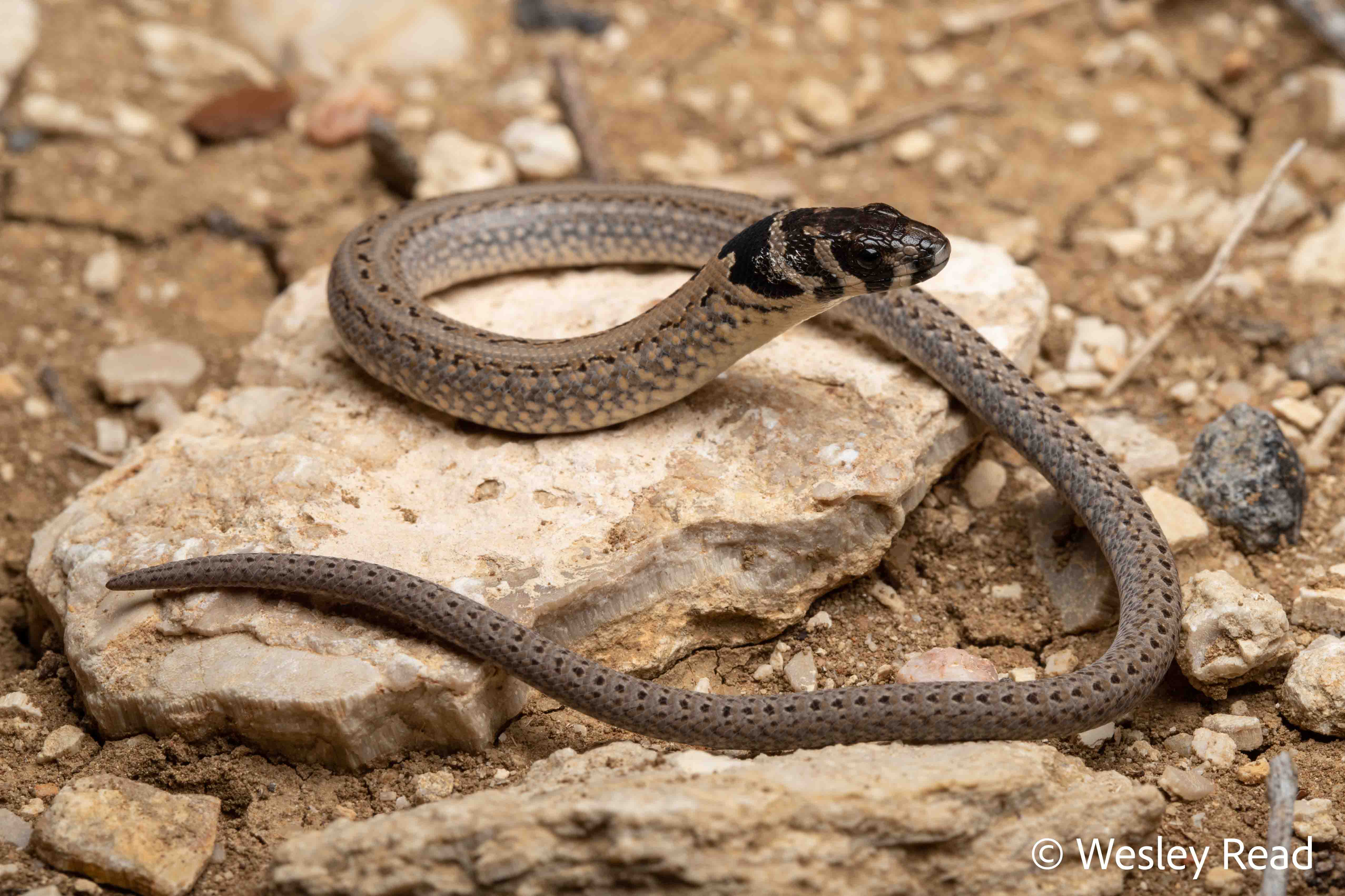 Pygopus schraderi