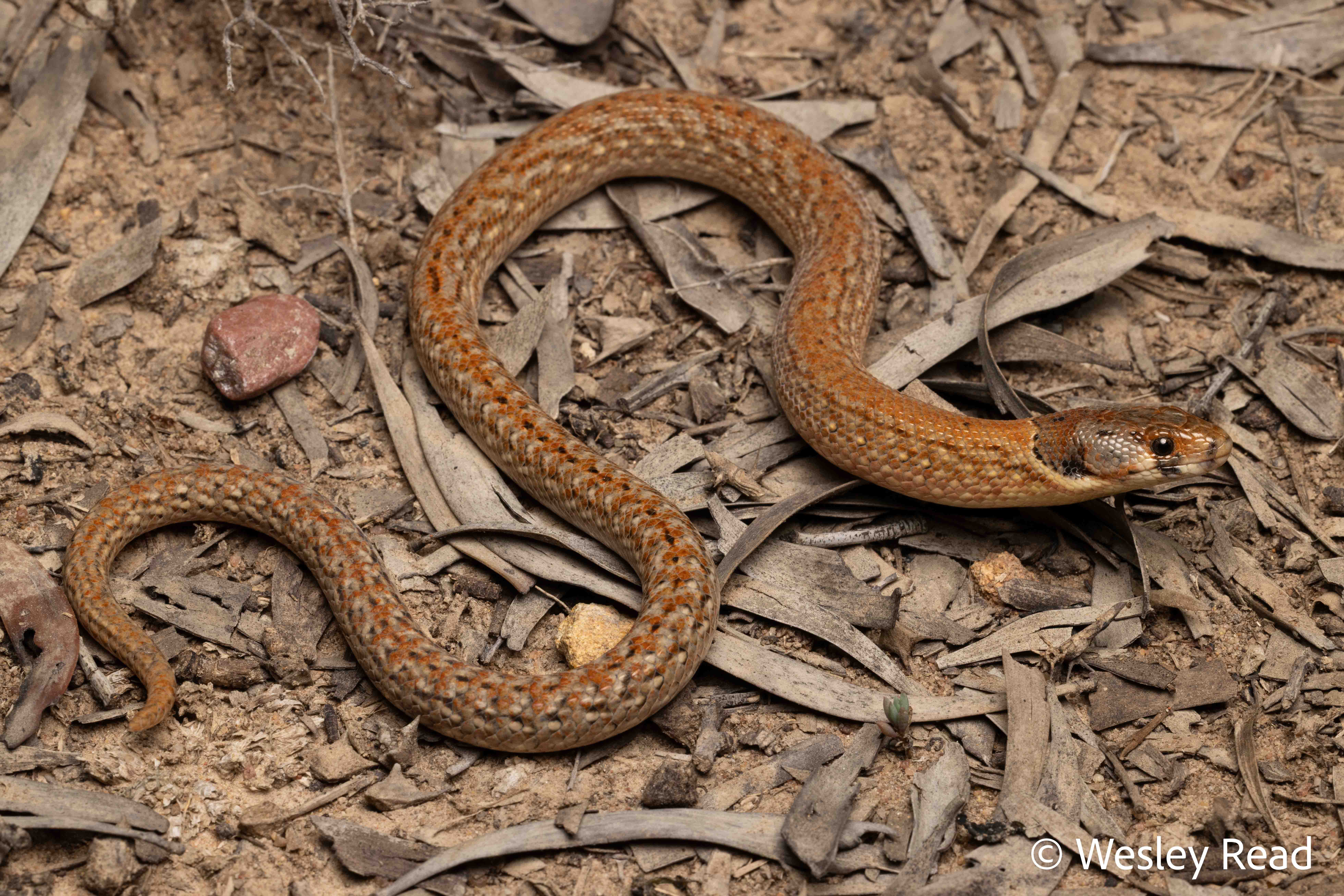 Pygopus schraderi
