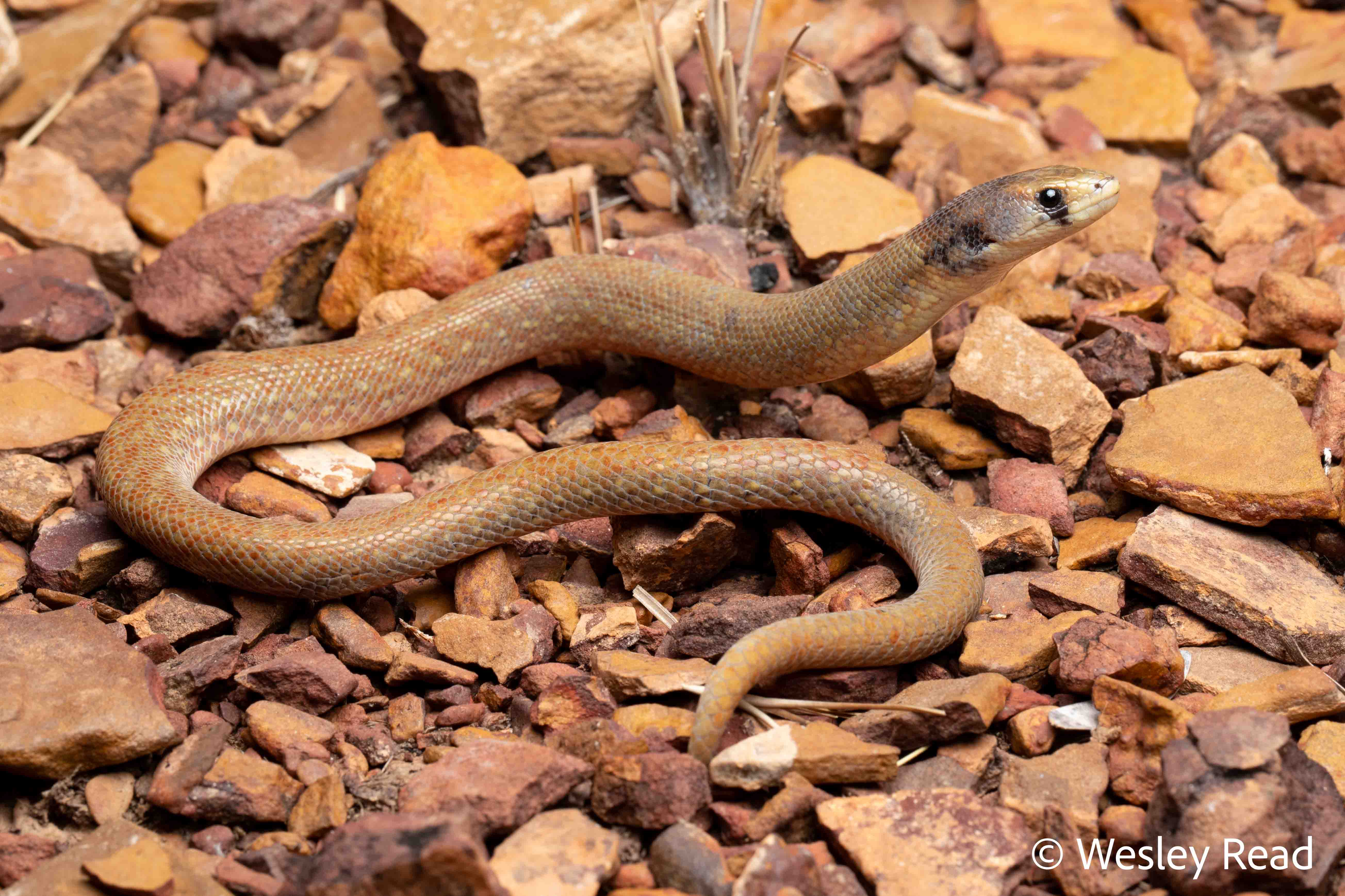 Pygopus steelescotti