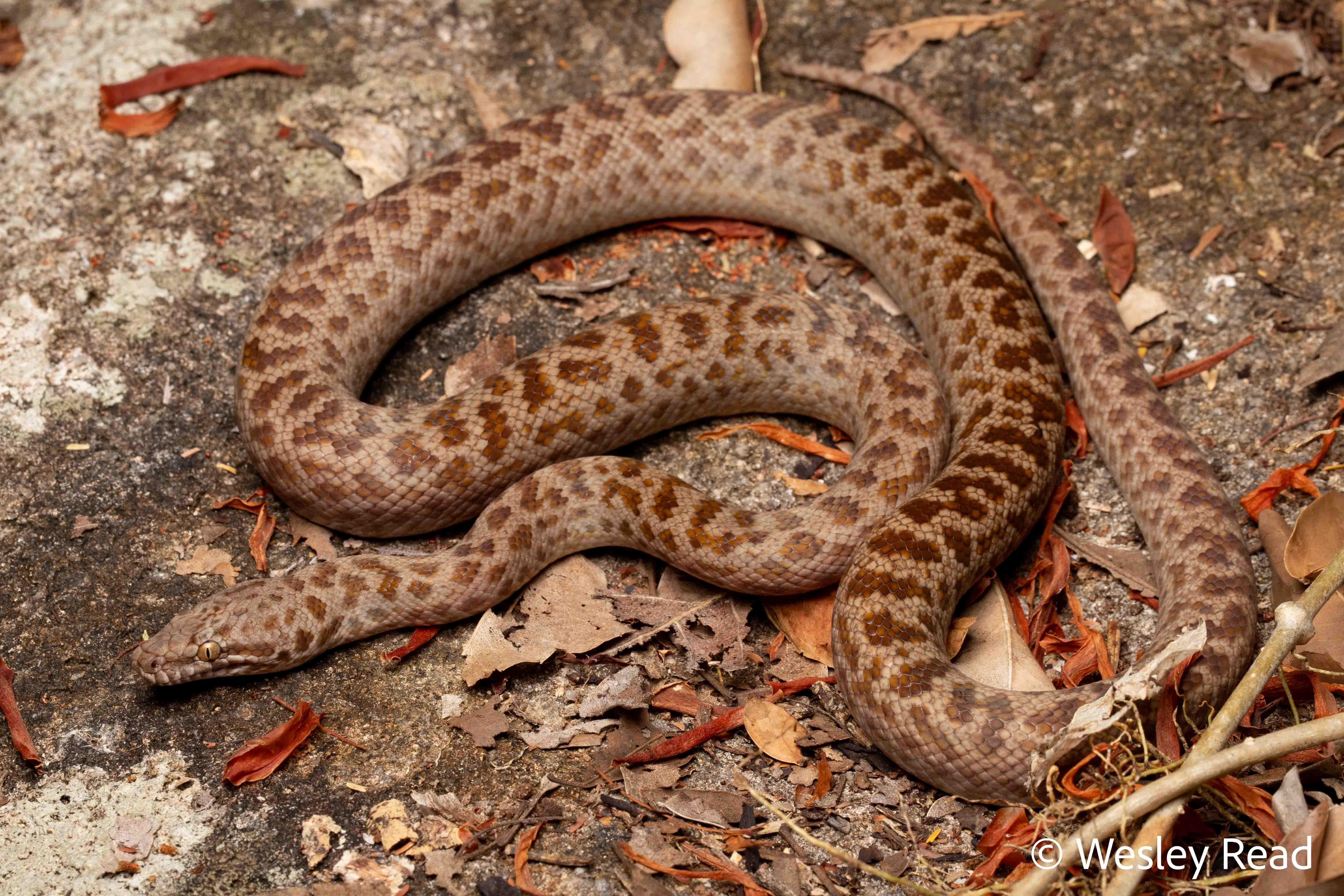 Antaresia maculosa