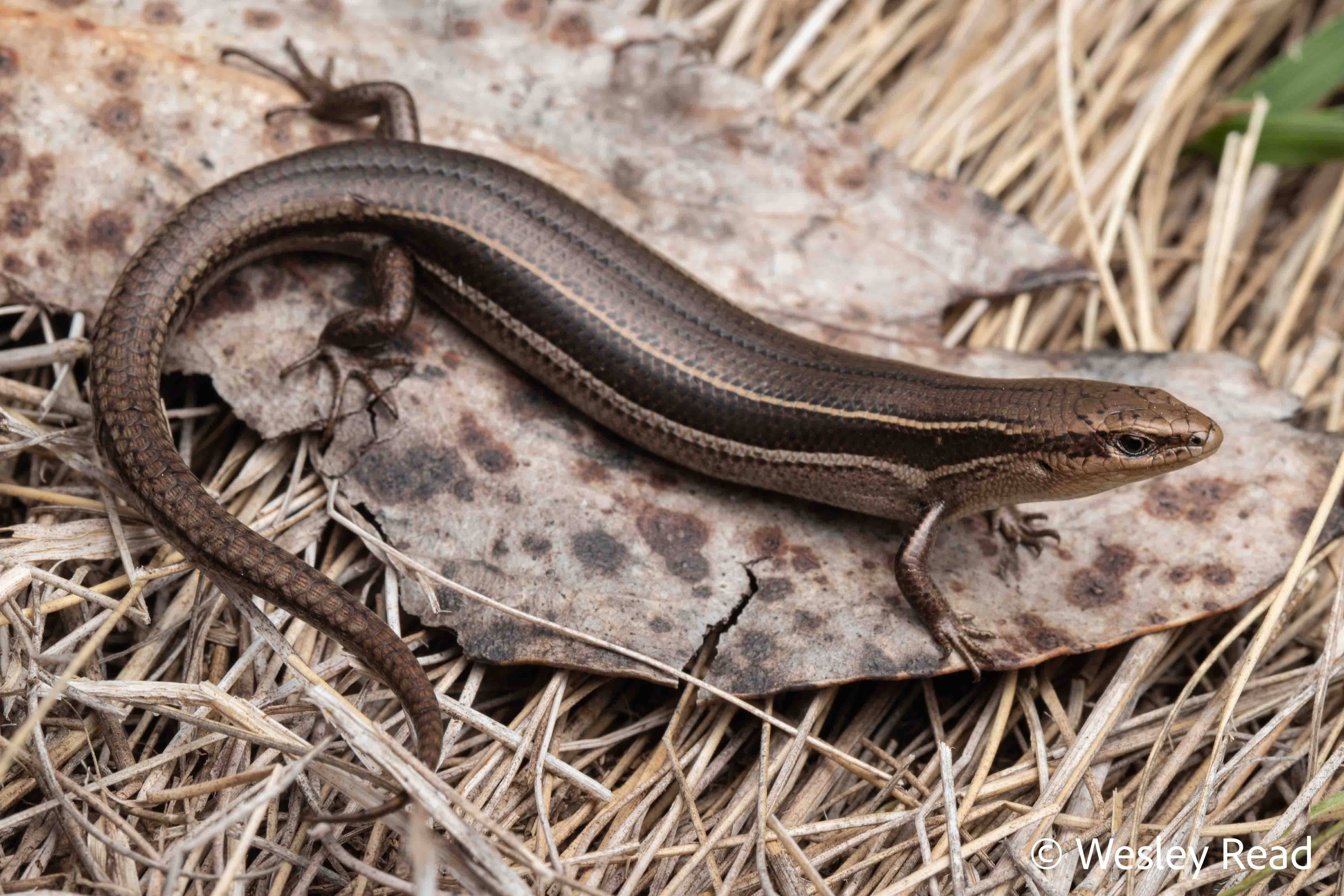 Acritoscincus duperreyi