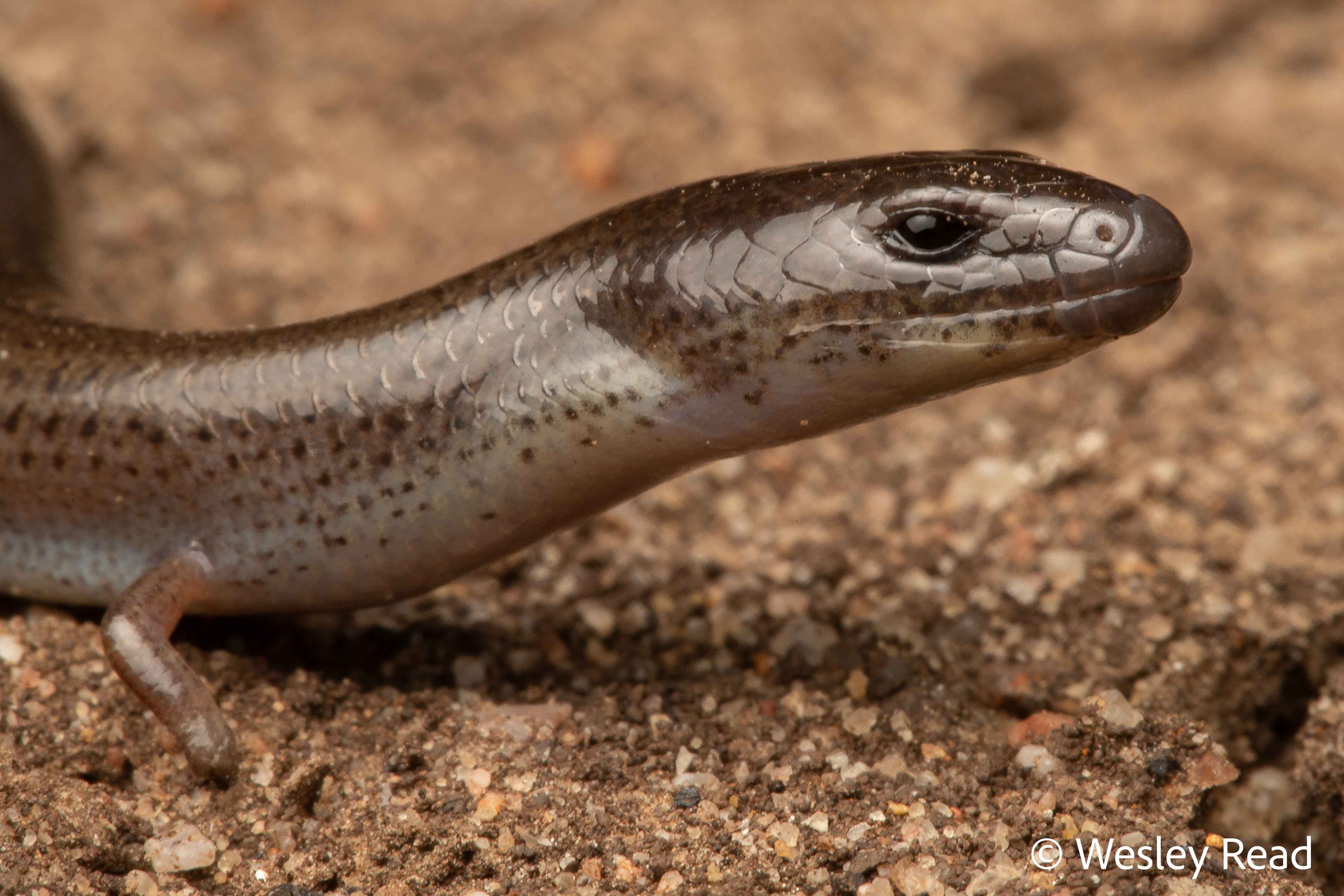 Anomalopus mackayi