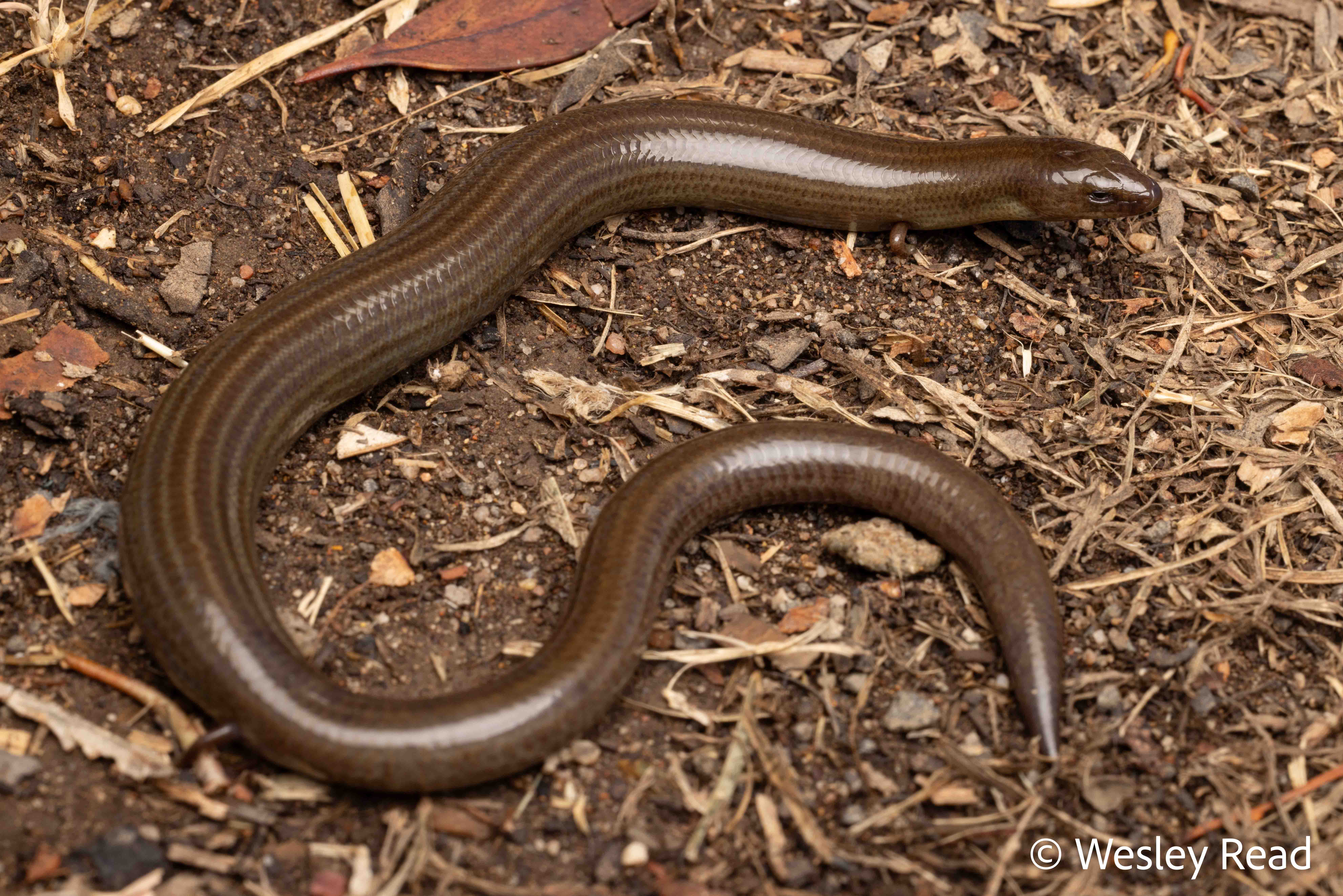 Anomalopus mackayi