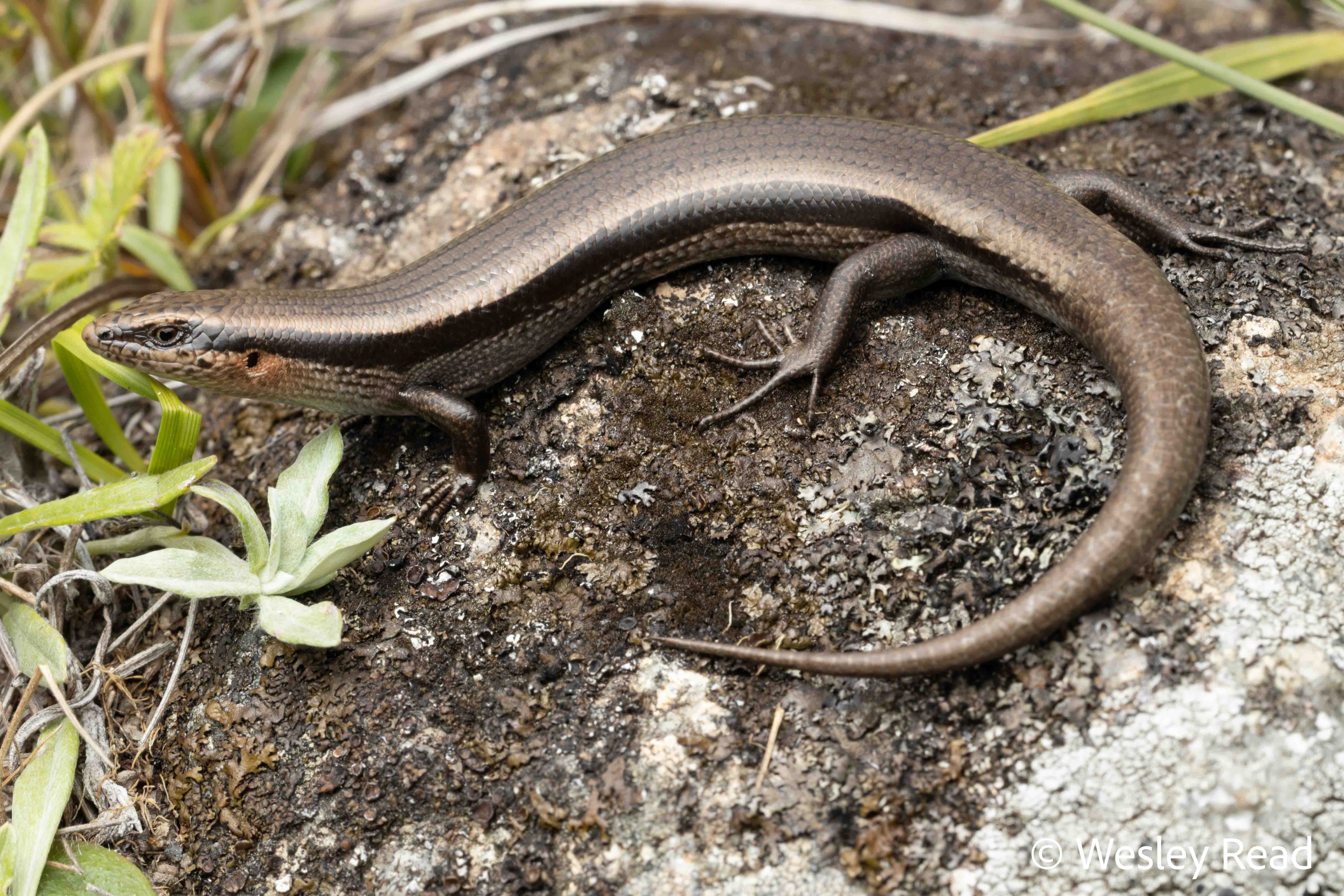Acritoscincus platynotus